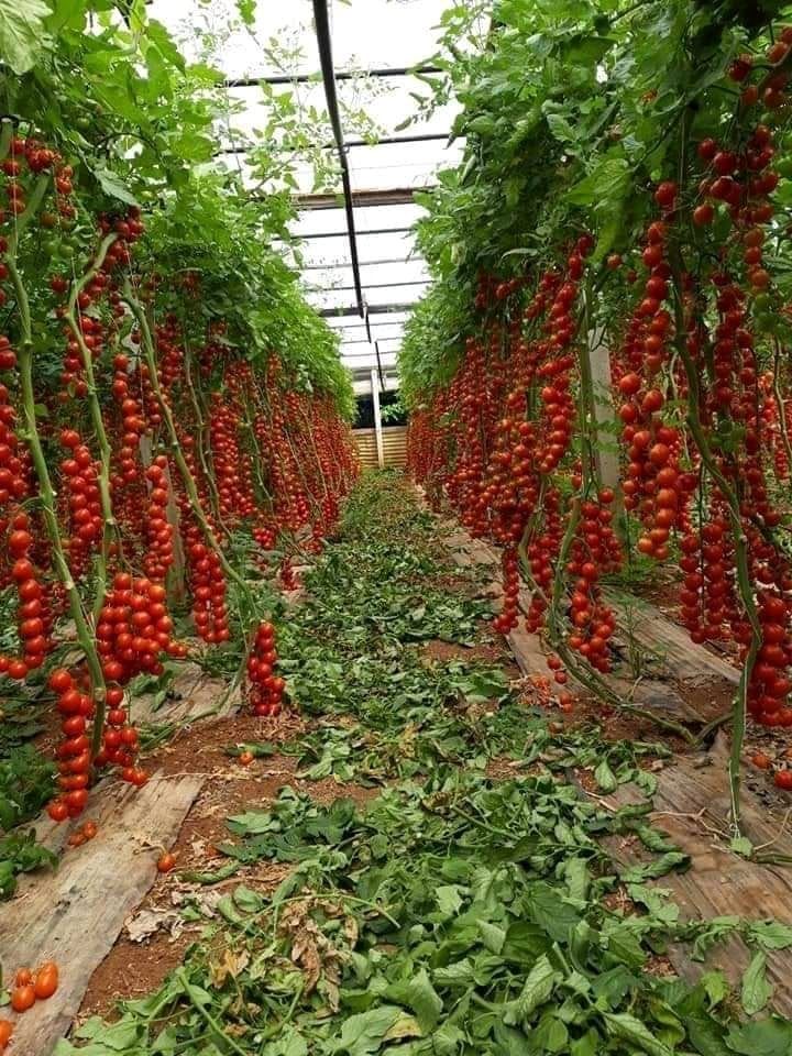 piccadilly tomatoes