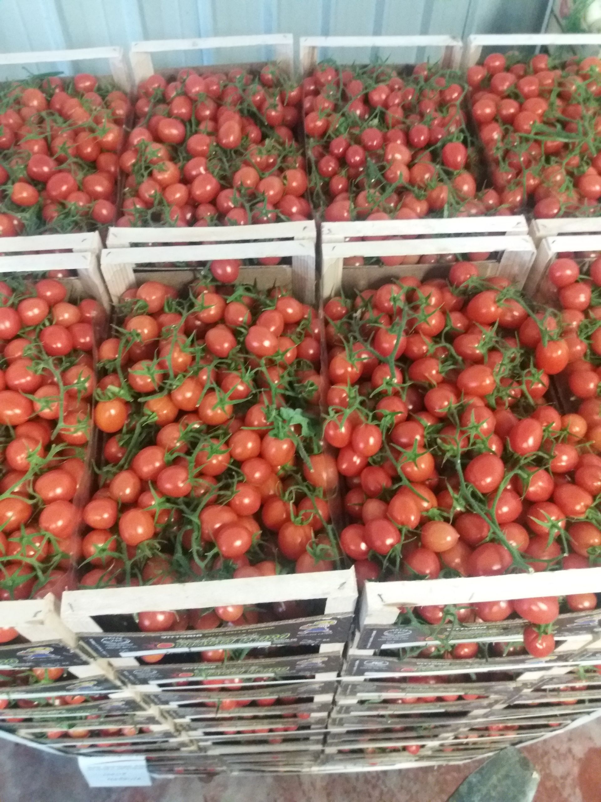 piccadilly tomatoes
