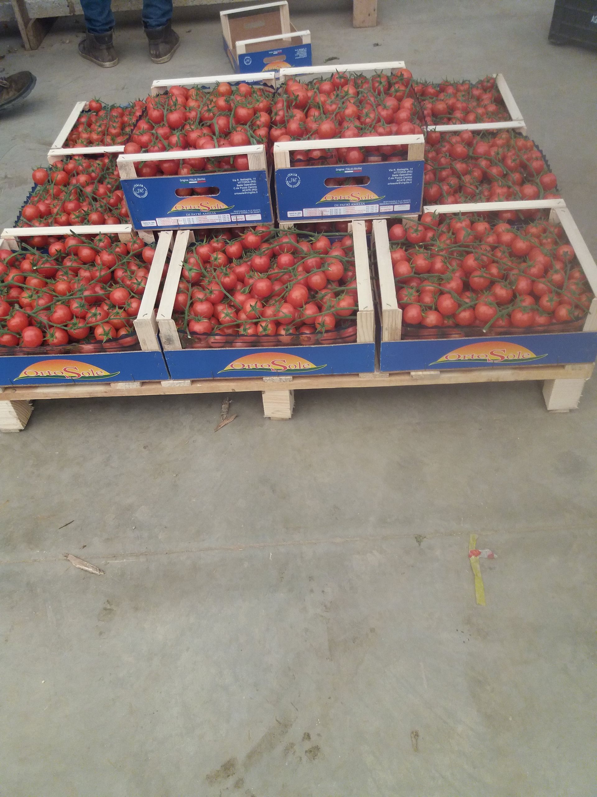 casse di crates of tomatoes