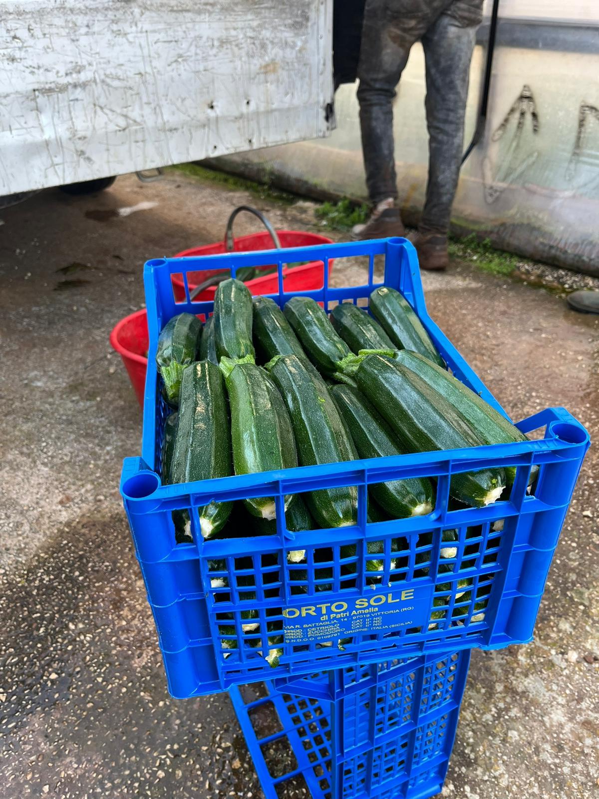 crate of courgettes