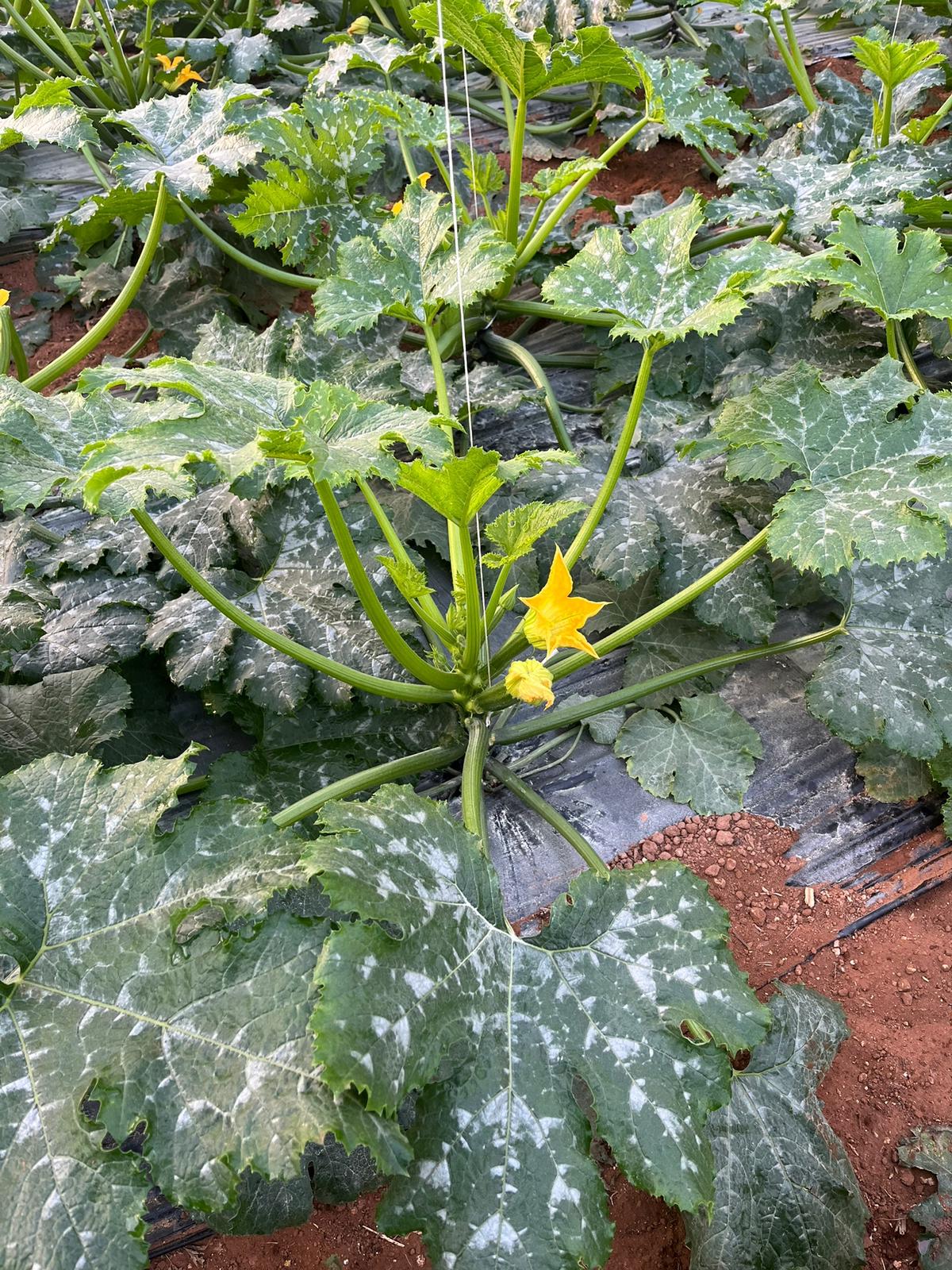 courgette plant