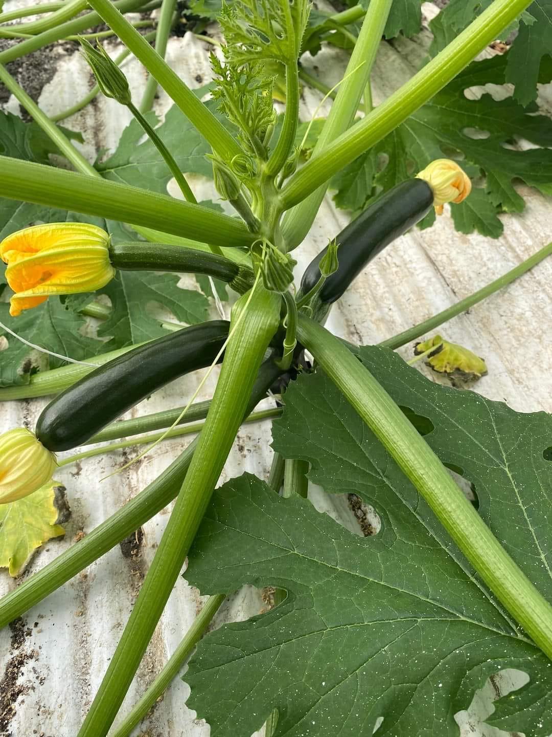 pianta zucchine