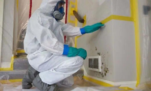 mold remediation roseville