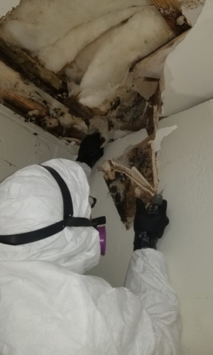 mold removal roseville