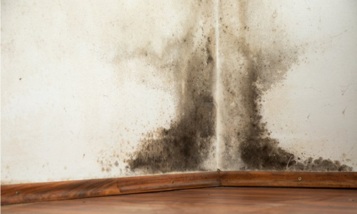 mold removal roseville
