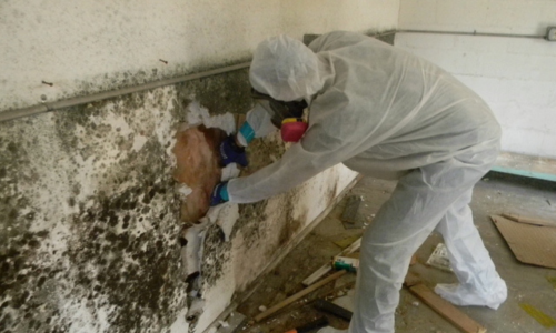 mold removal services roseville