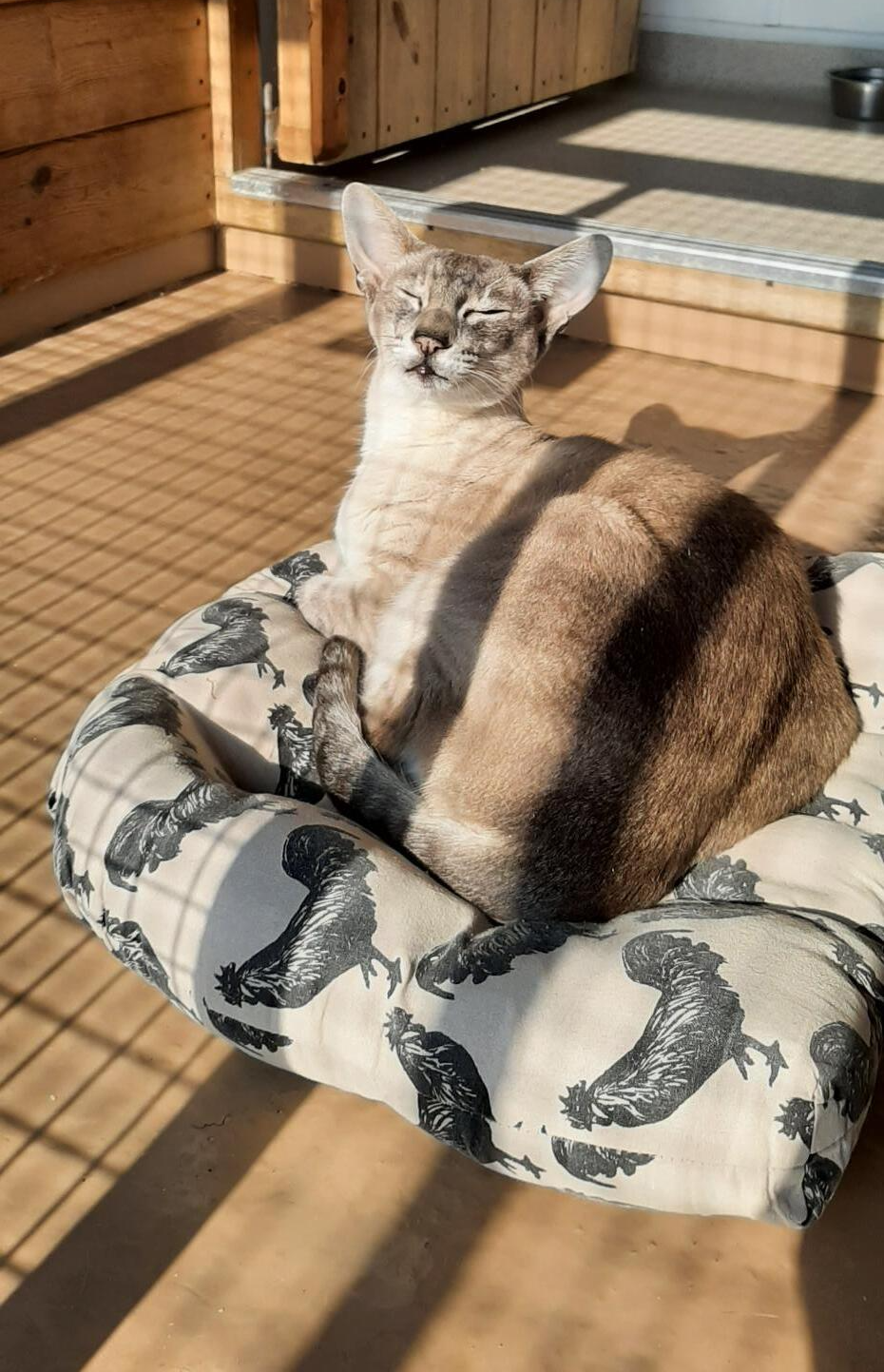 Cat resting on a patterned bed indoors. Sunlight streams across the scene.