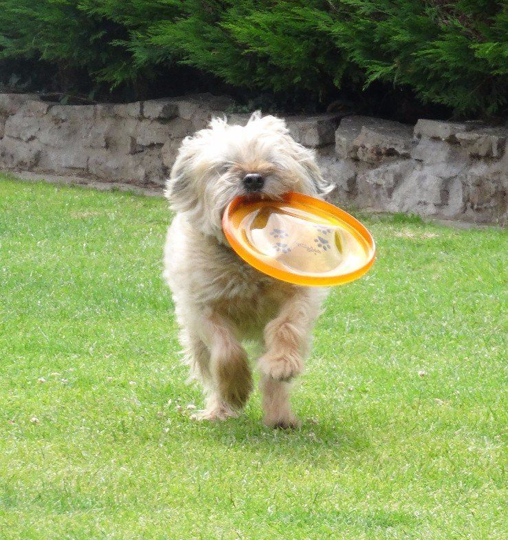 Dog with tan fur running on green grass, holding an orange frisbee in its mouth.