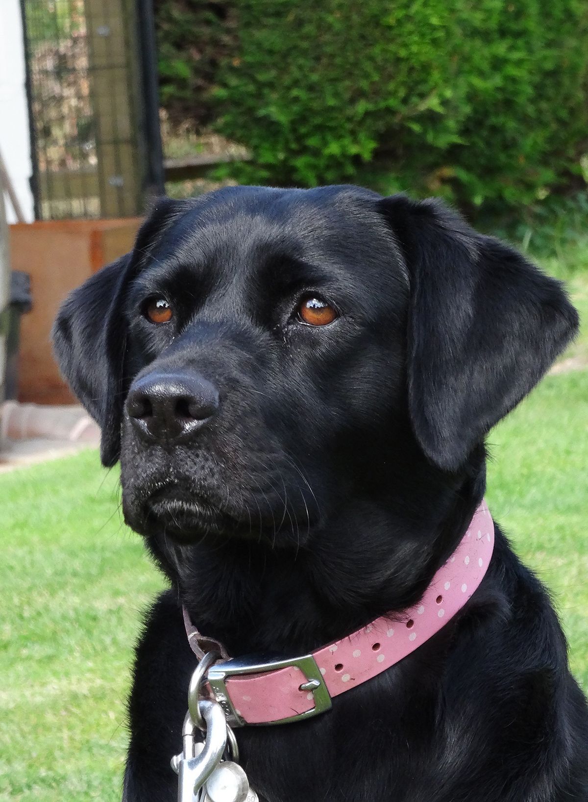 Black Labrador dog wearing a pink collar, looking off-camera. Outdoors on a grassy lawn.