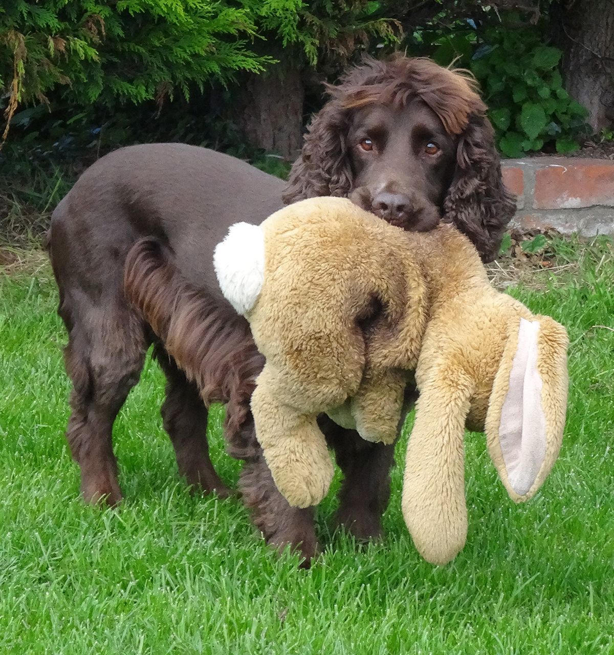 Brown dog in grass, holding a large stuffed rabbit by its ears.