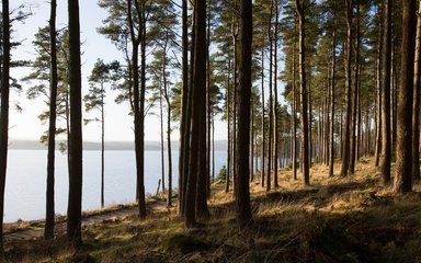 Sunlit pine forest along a calm lakeshore, with tall trees and open water in the background