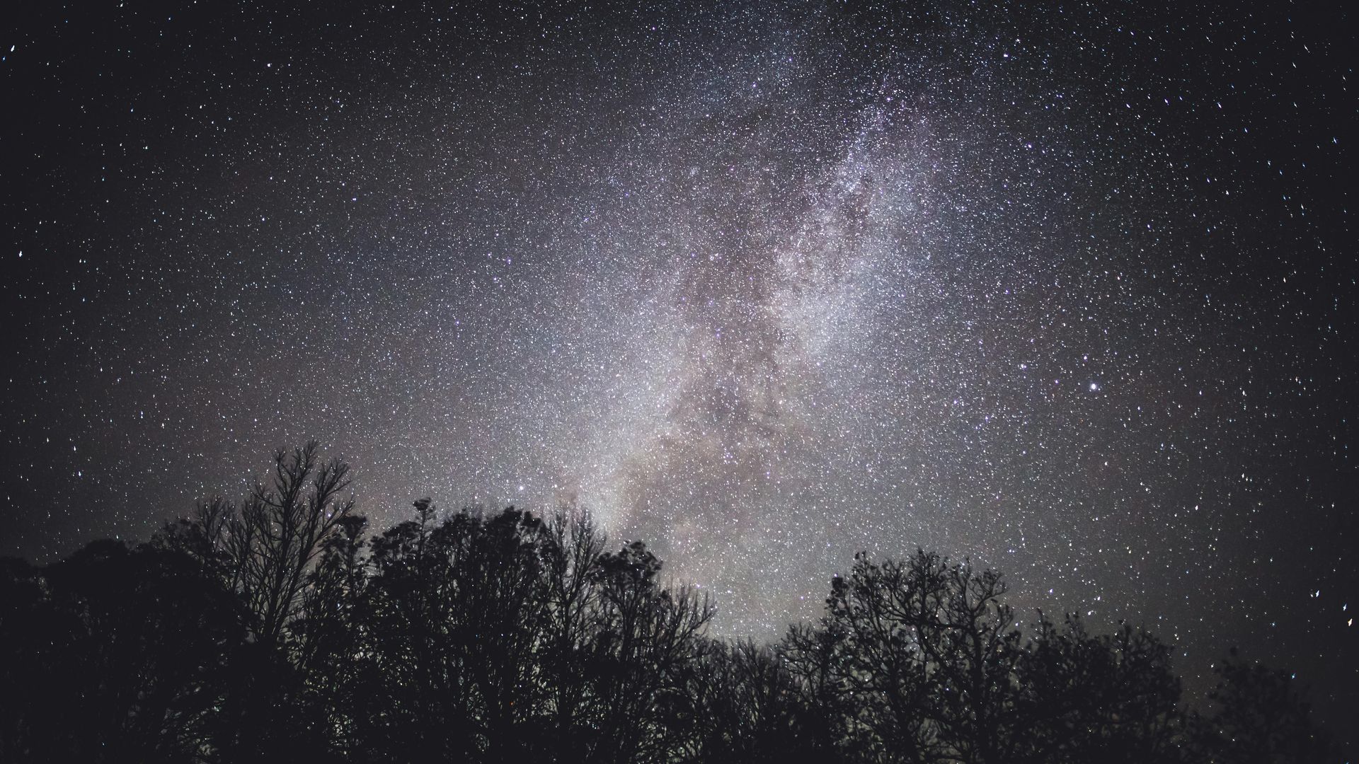 Starry night sky with the Milky Way above dark tree silhouettes