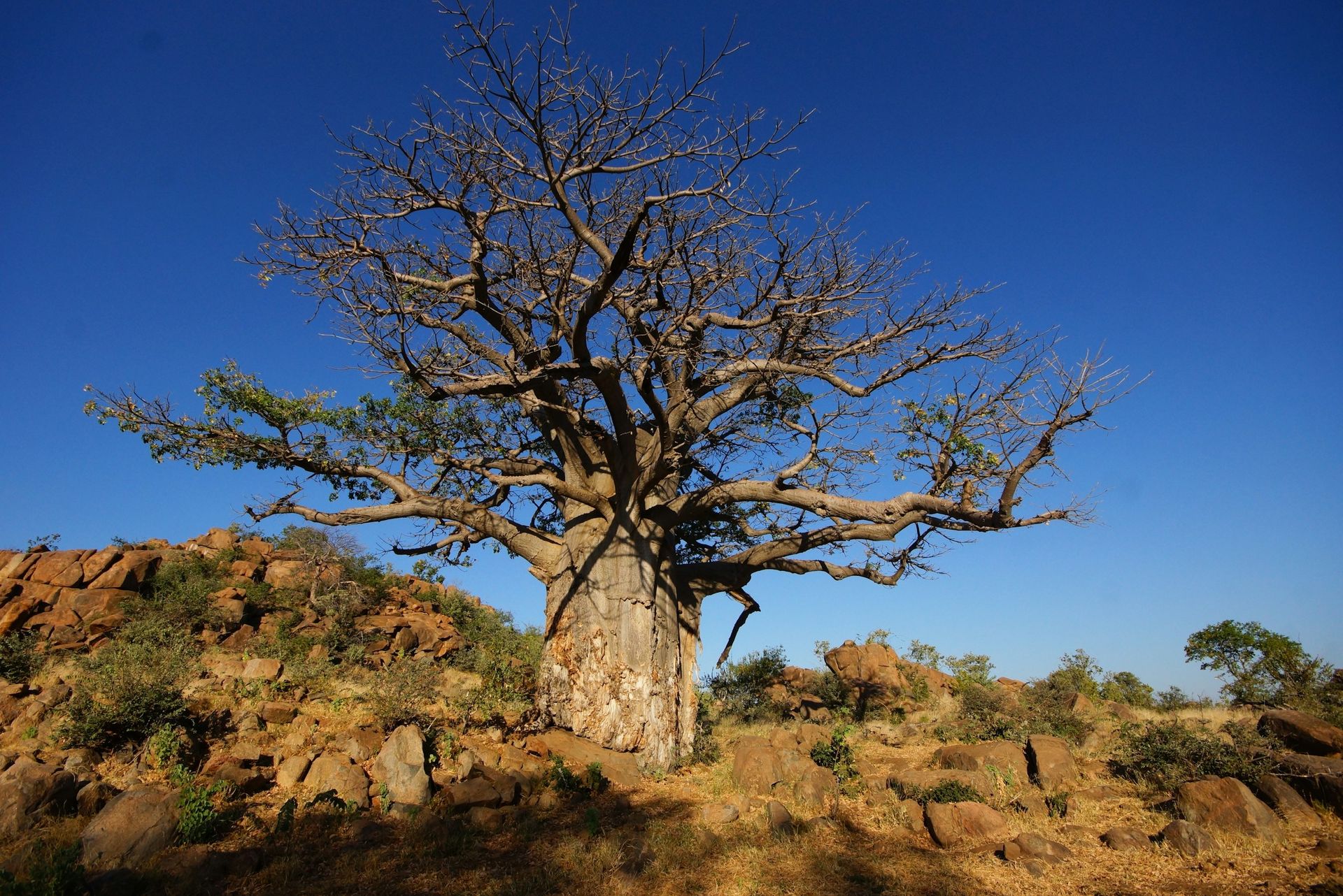 Baobab Tree In South Africa Savanna Landscape Baobab Tree Hi Res Stock