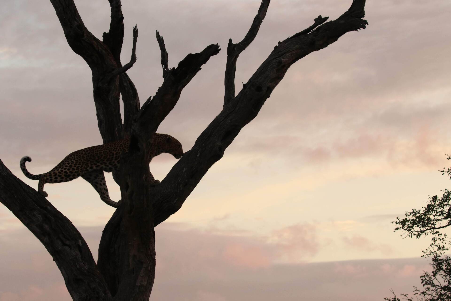 Silhouetted bare tree branches against a pastel sunset sky