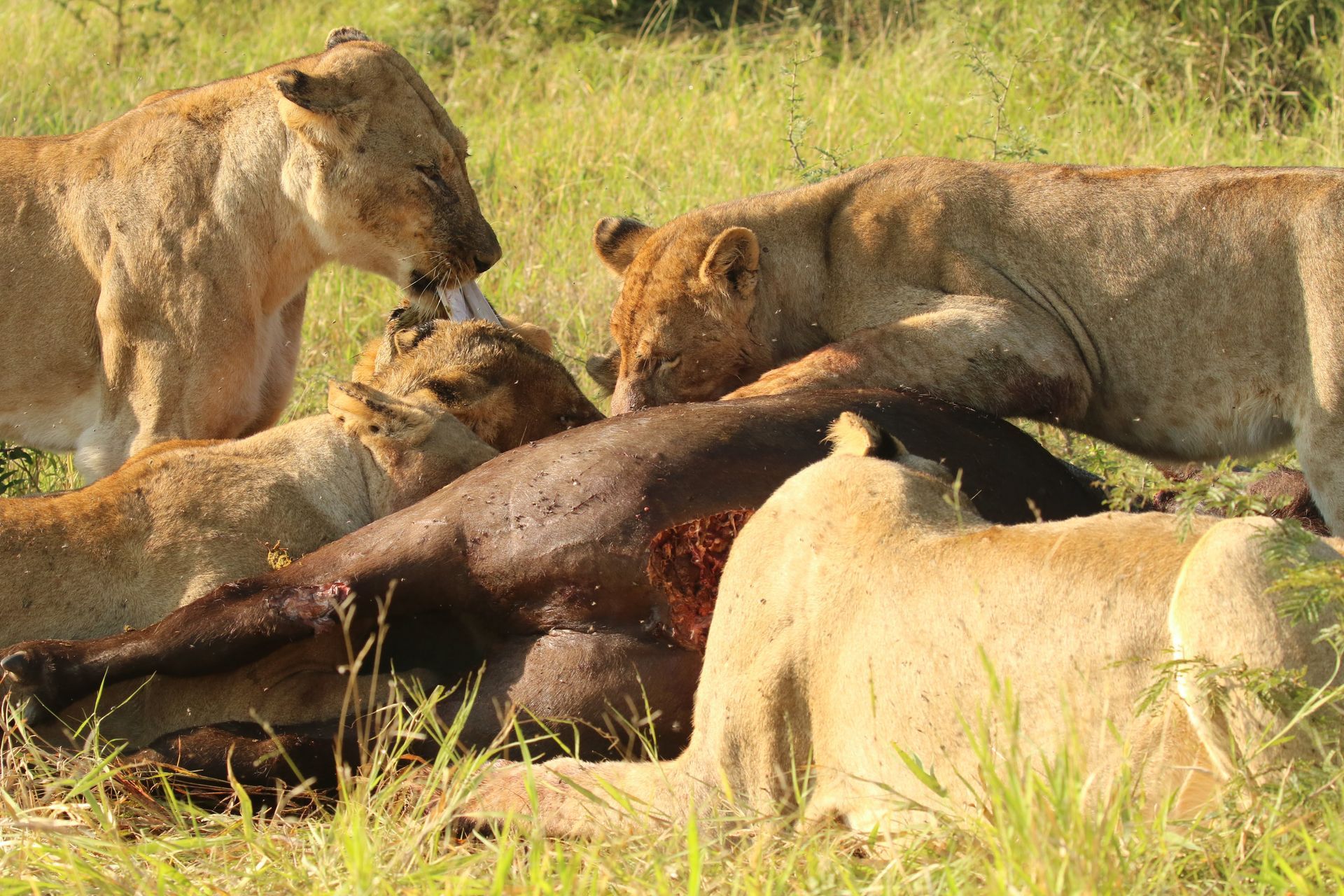 Lions feeding on a dead buffalo in tall grass under bright sunlight