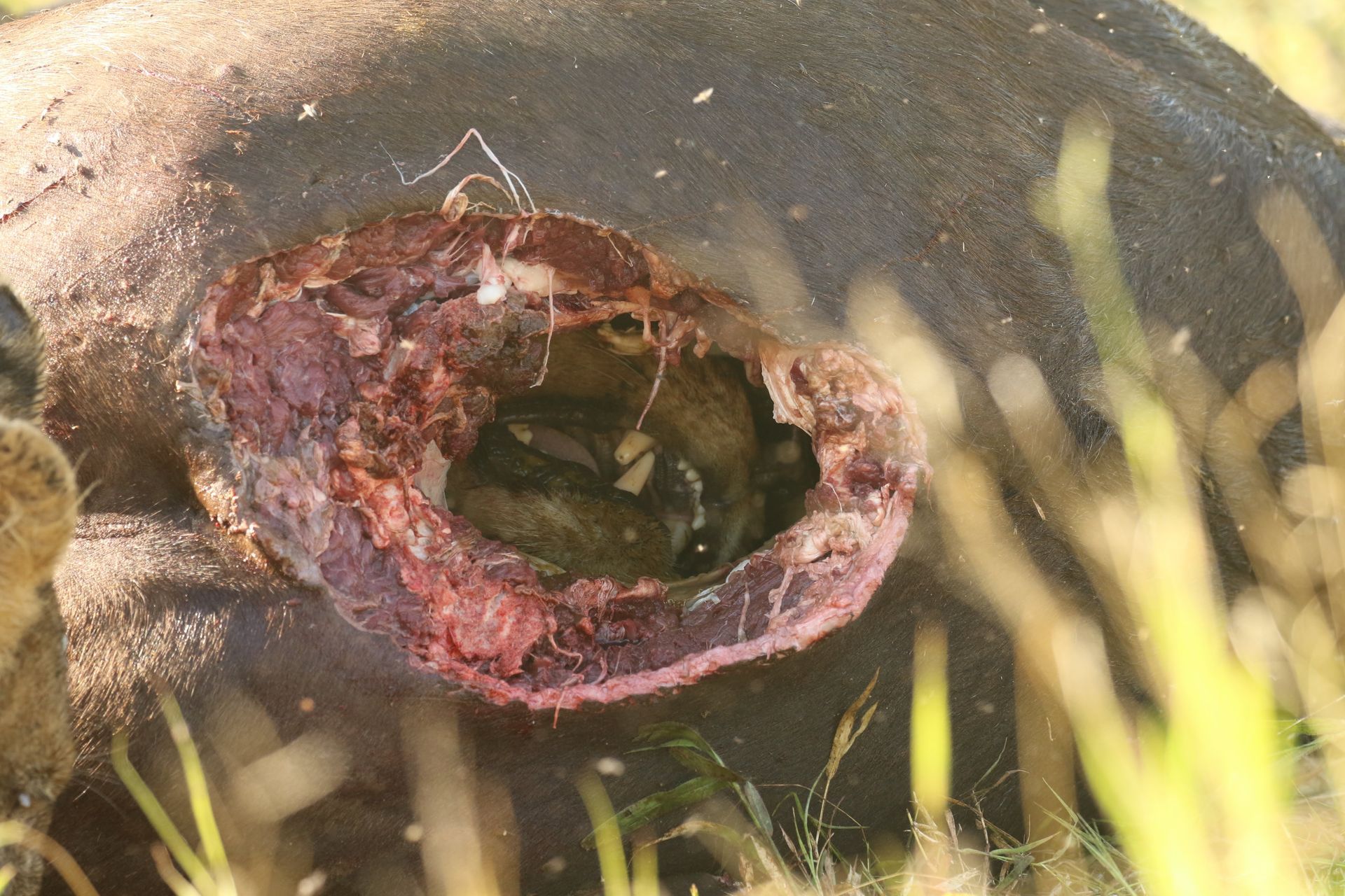 Close-up of a fish with a red, damaged mouth among grass and water