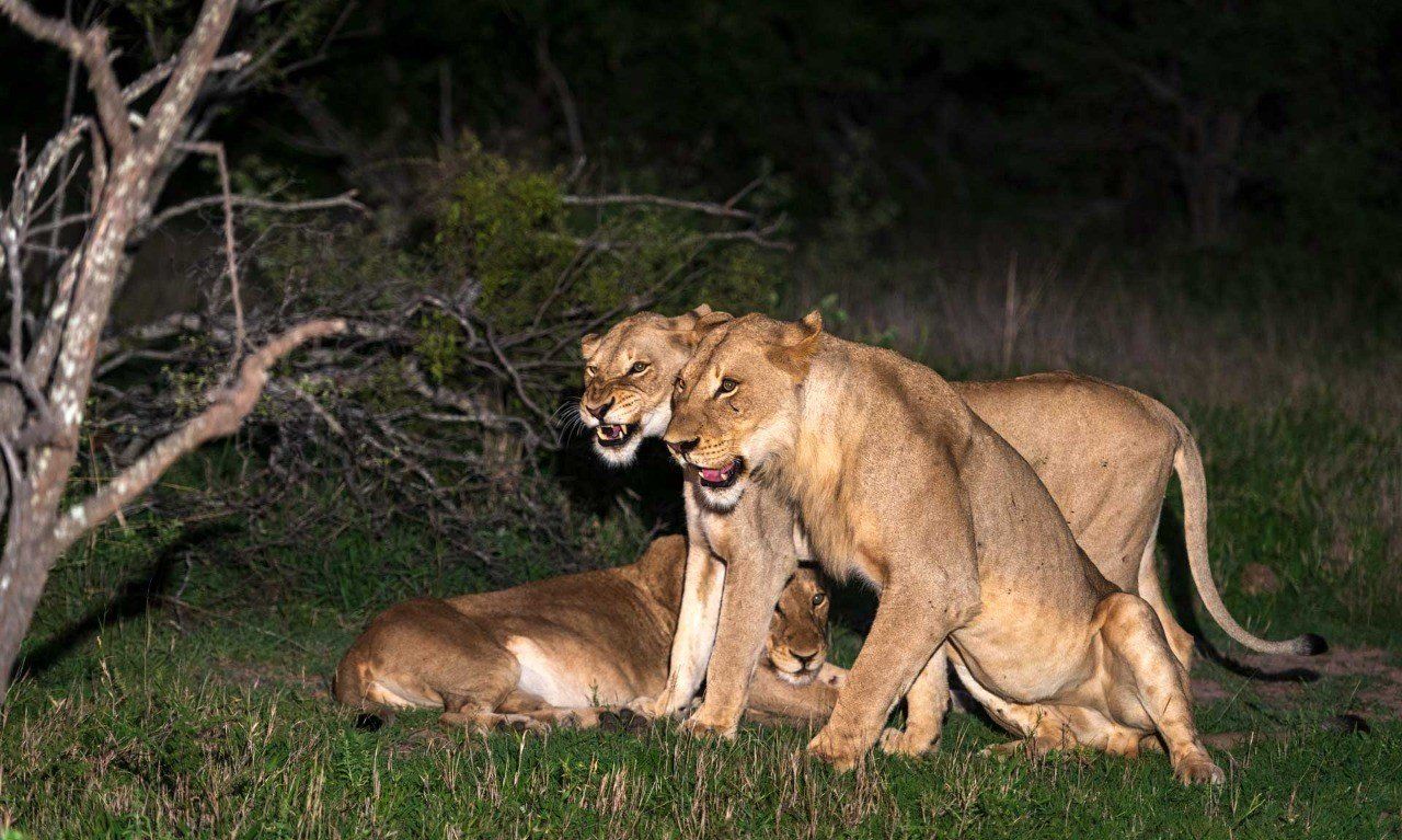 Two lions standing over a resting lion in a dark grassy area at night