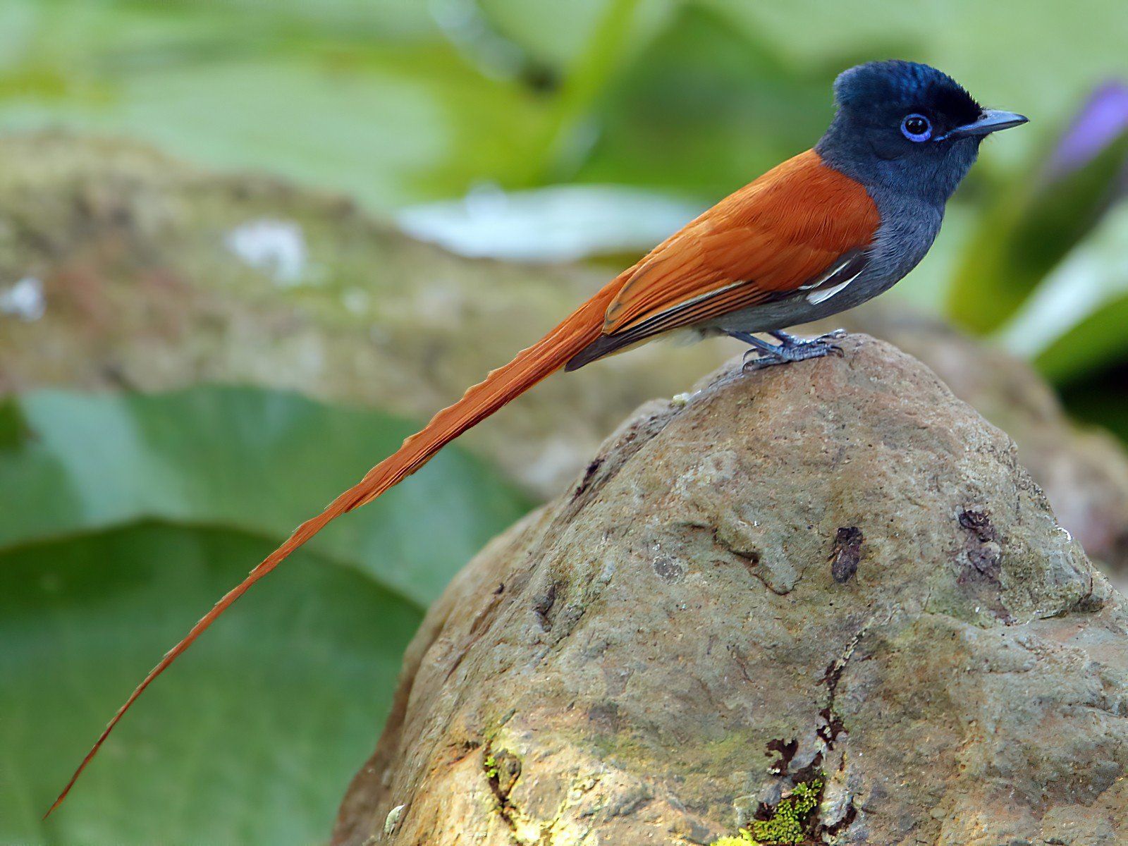 Small bird with orange wings and blue head perched on a rock in green foliage