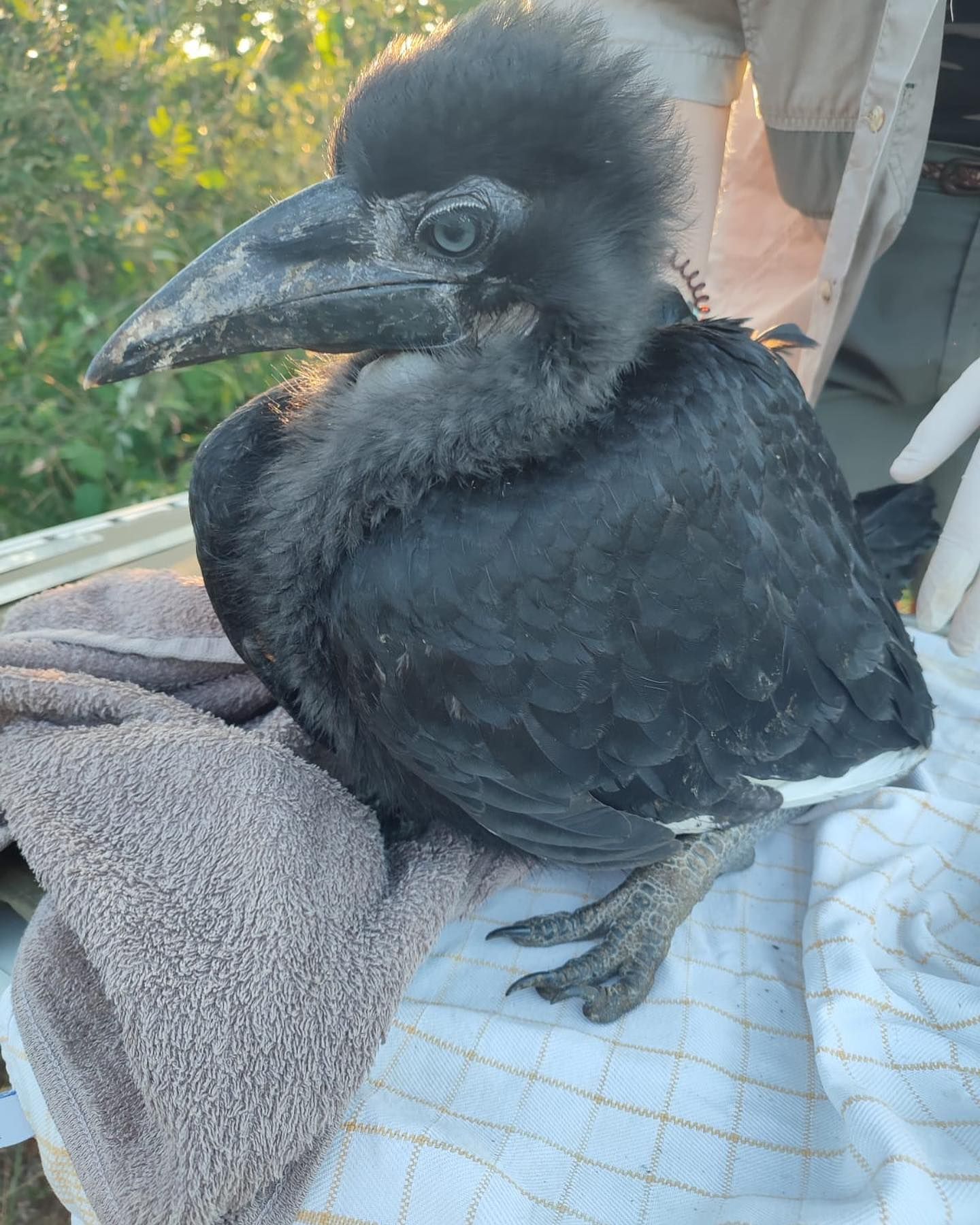 Black crow with a fluffy crest perched on a cloth-covered lap outdoors.