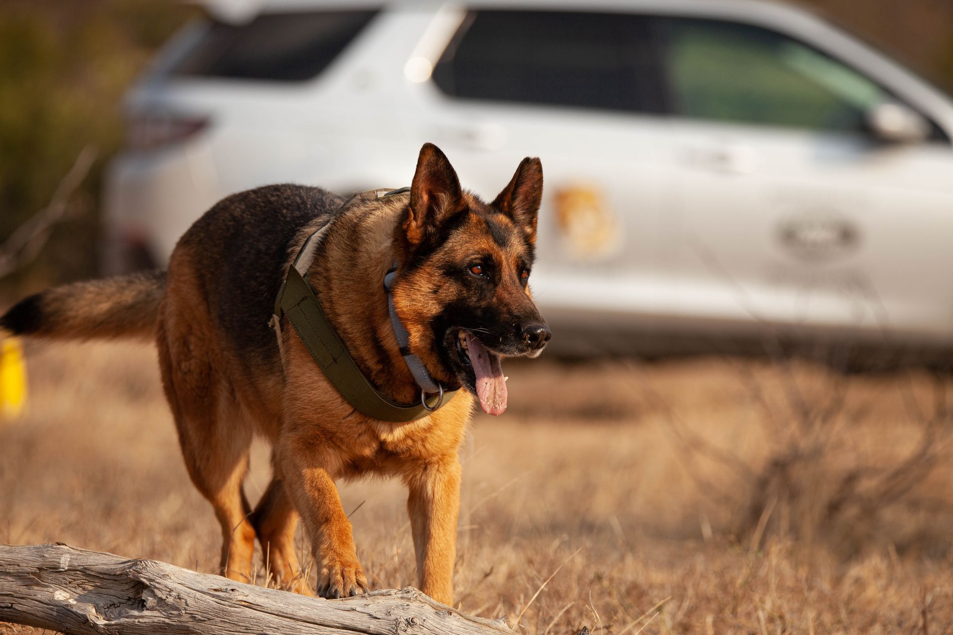 German Shepherd standing on a log in a dry field, with a blurred white car in the background