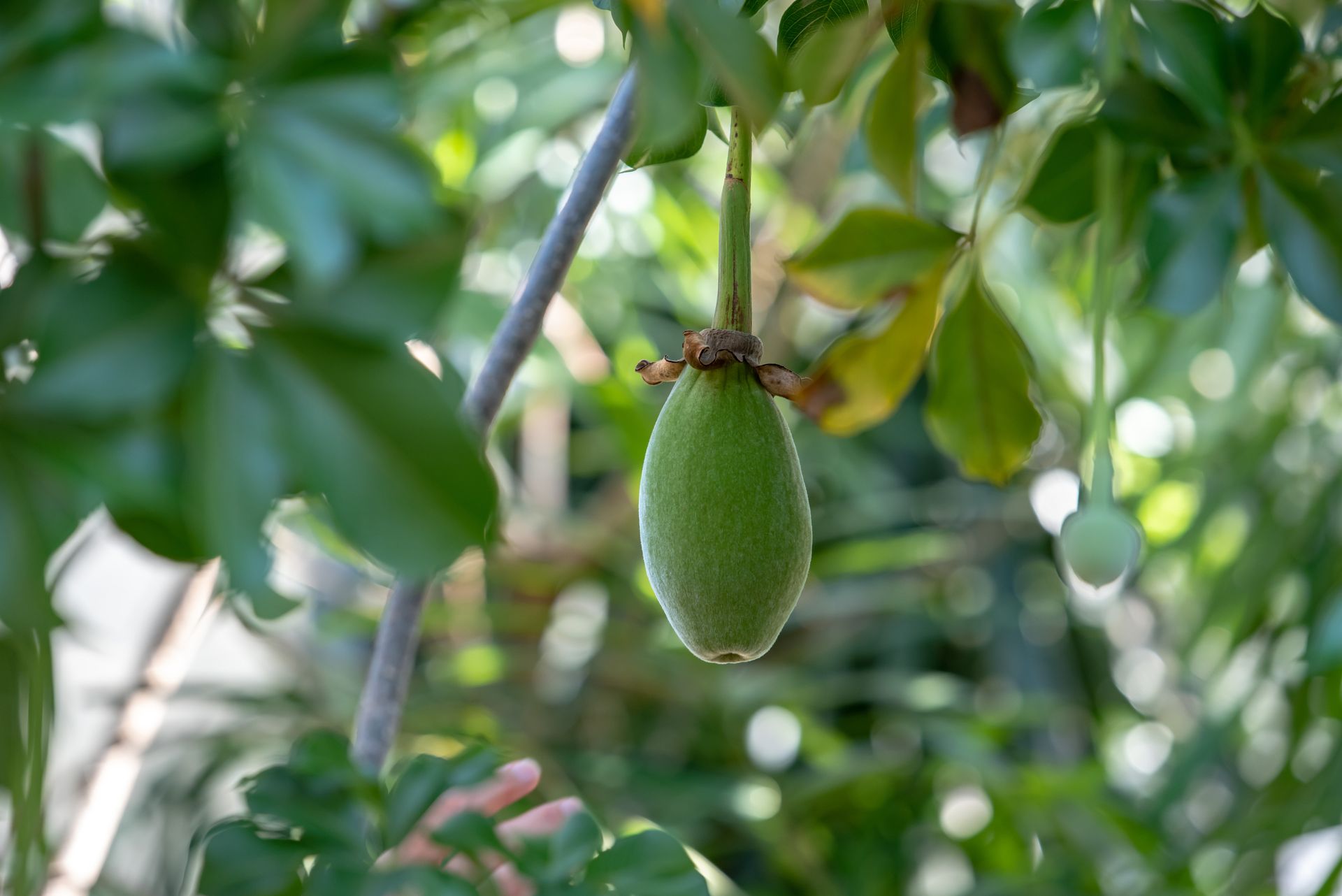 Green unripe fruit hanging on a tree branch among glossy leaves