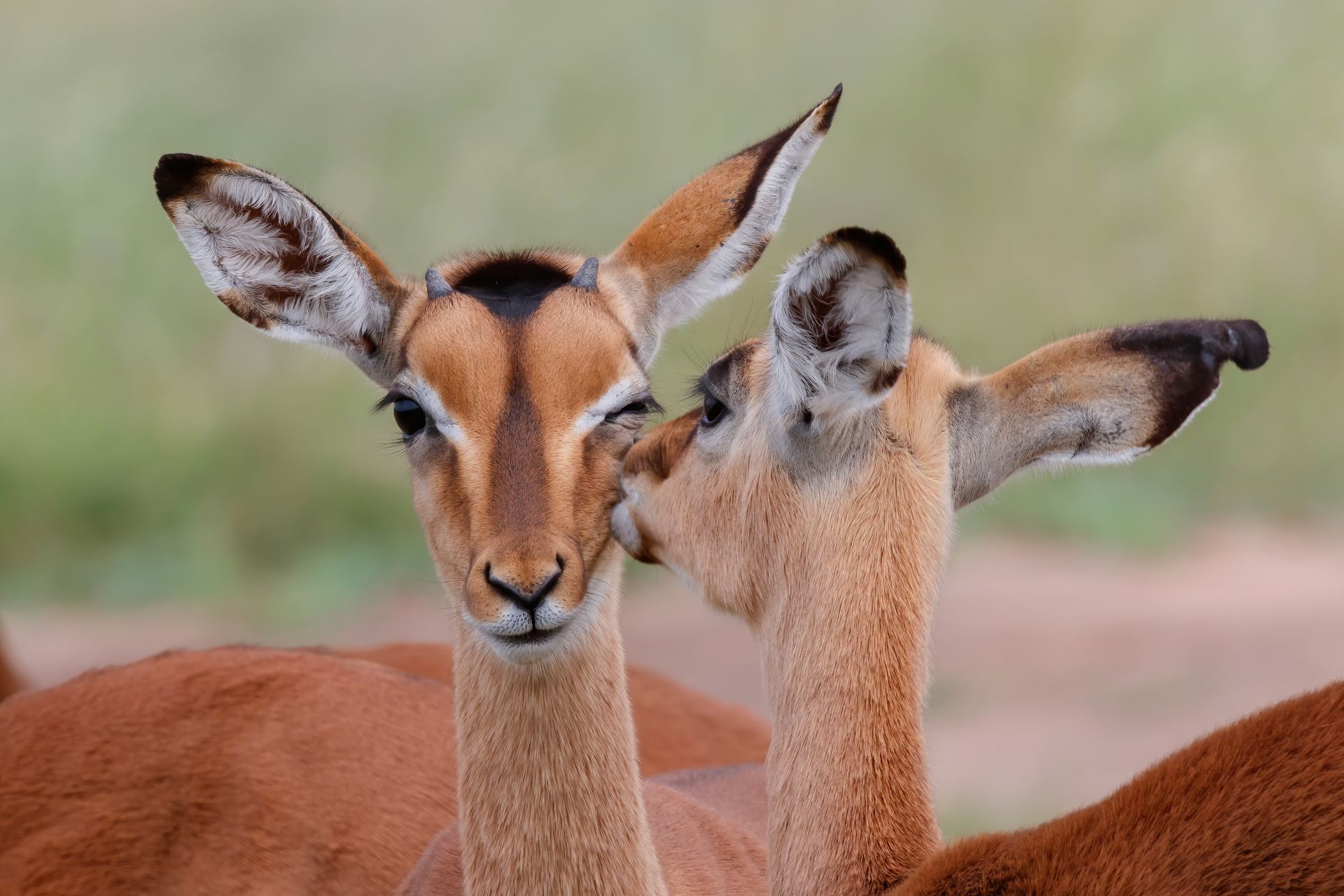 Two young antelopes facing the camera in a grassy field with blurred background