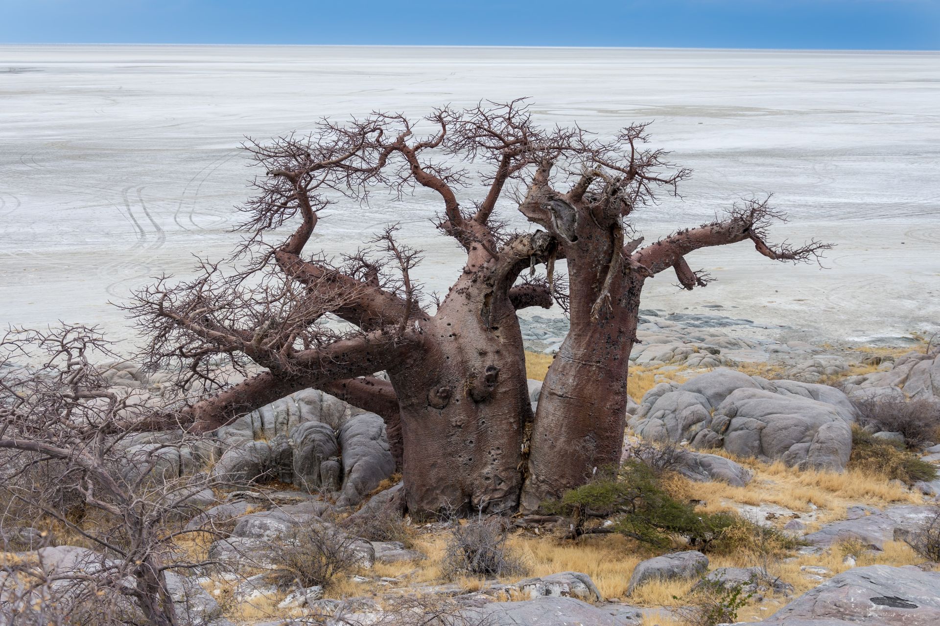 Twisted leafless tree on a rocky shore with a pale, frozen-looking landscape behind it