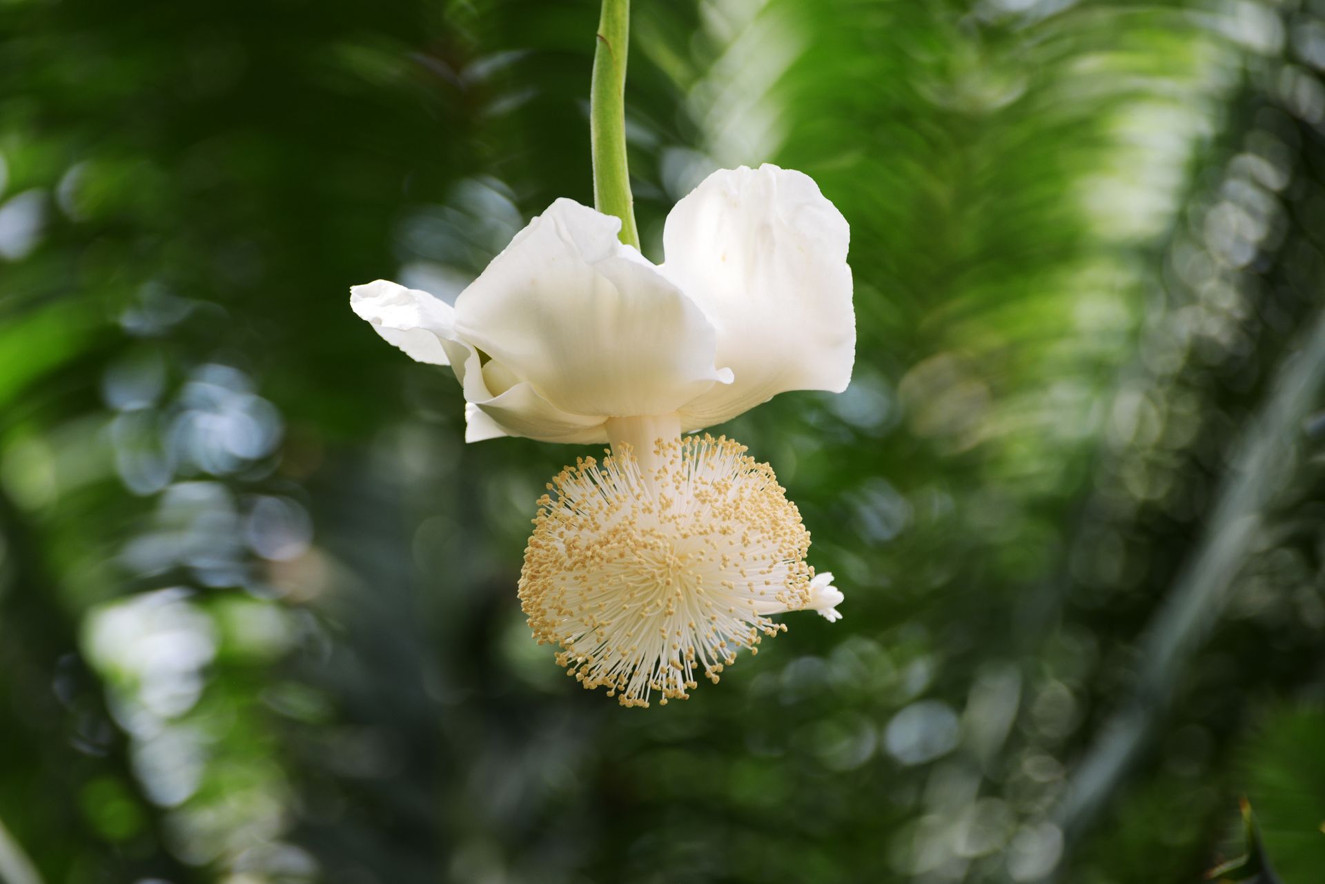 White flower with a round yellow center against a blurred green background