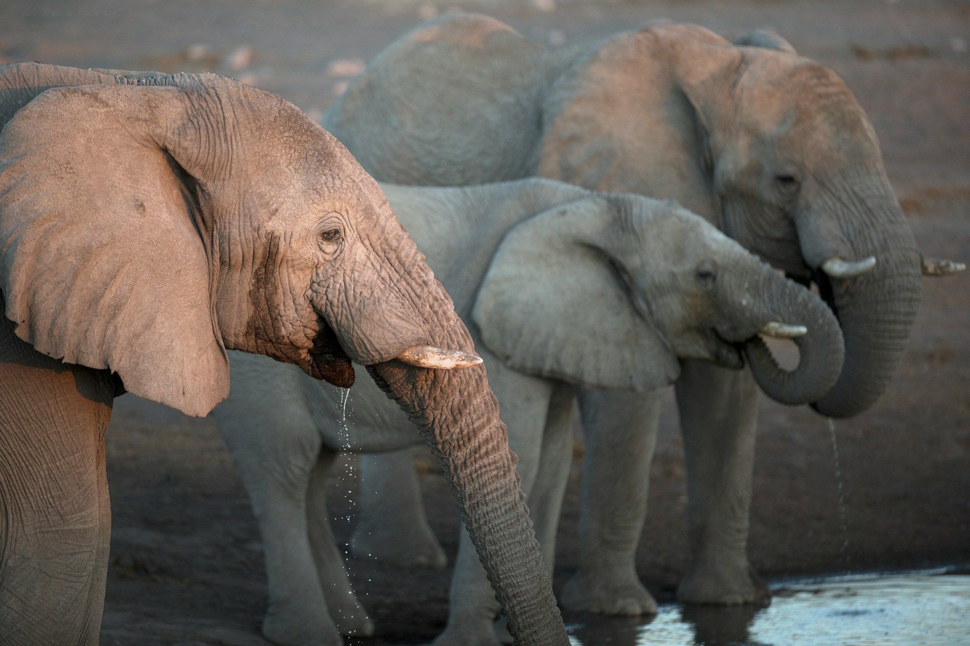 Three elephants walking together through shallow water, one pinkish and two gray