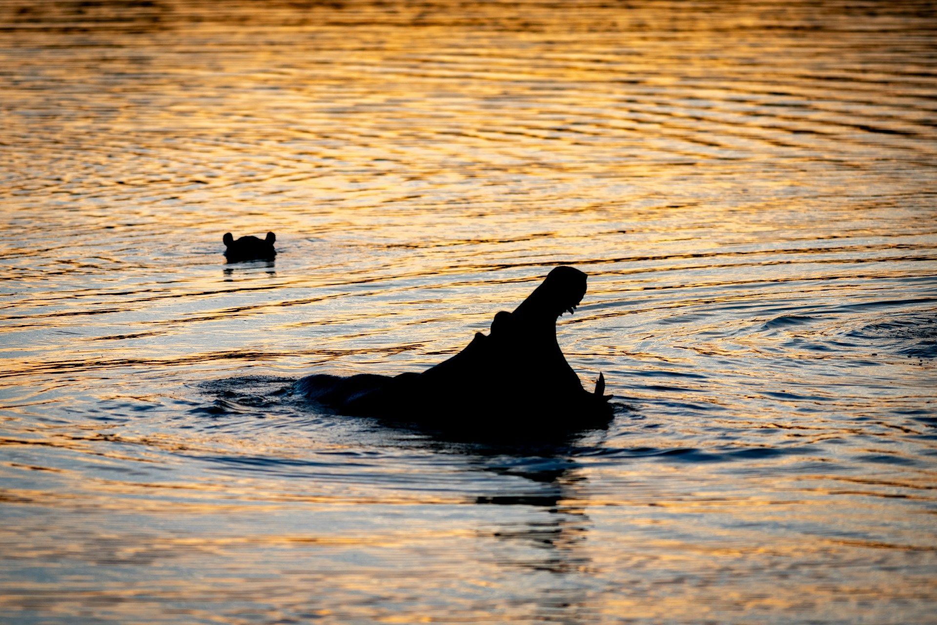 Silhouette of a dog swimming in golden sunset water, with a small bird in the background