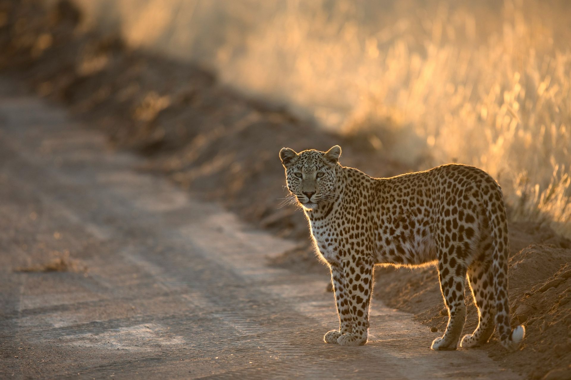 Leopard standing on a dirt road at sunset, looking back over its shoulder.