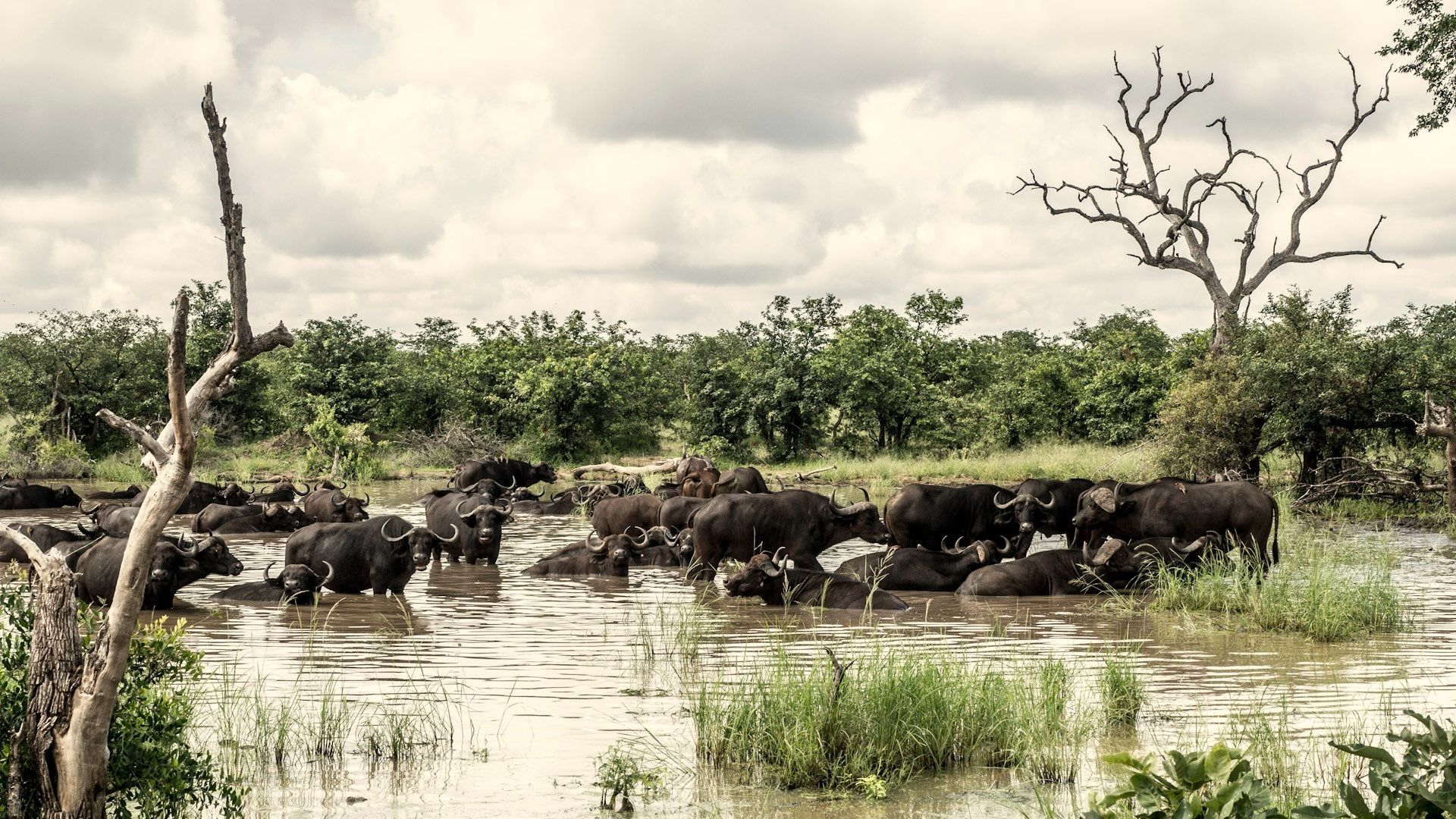 A herd of buffalo stands in a shallow muddy river beside sparse trees under a cloudy sky
