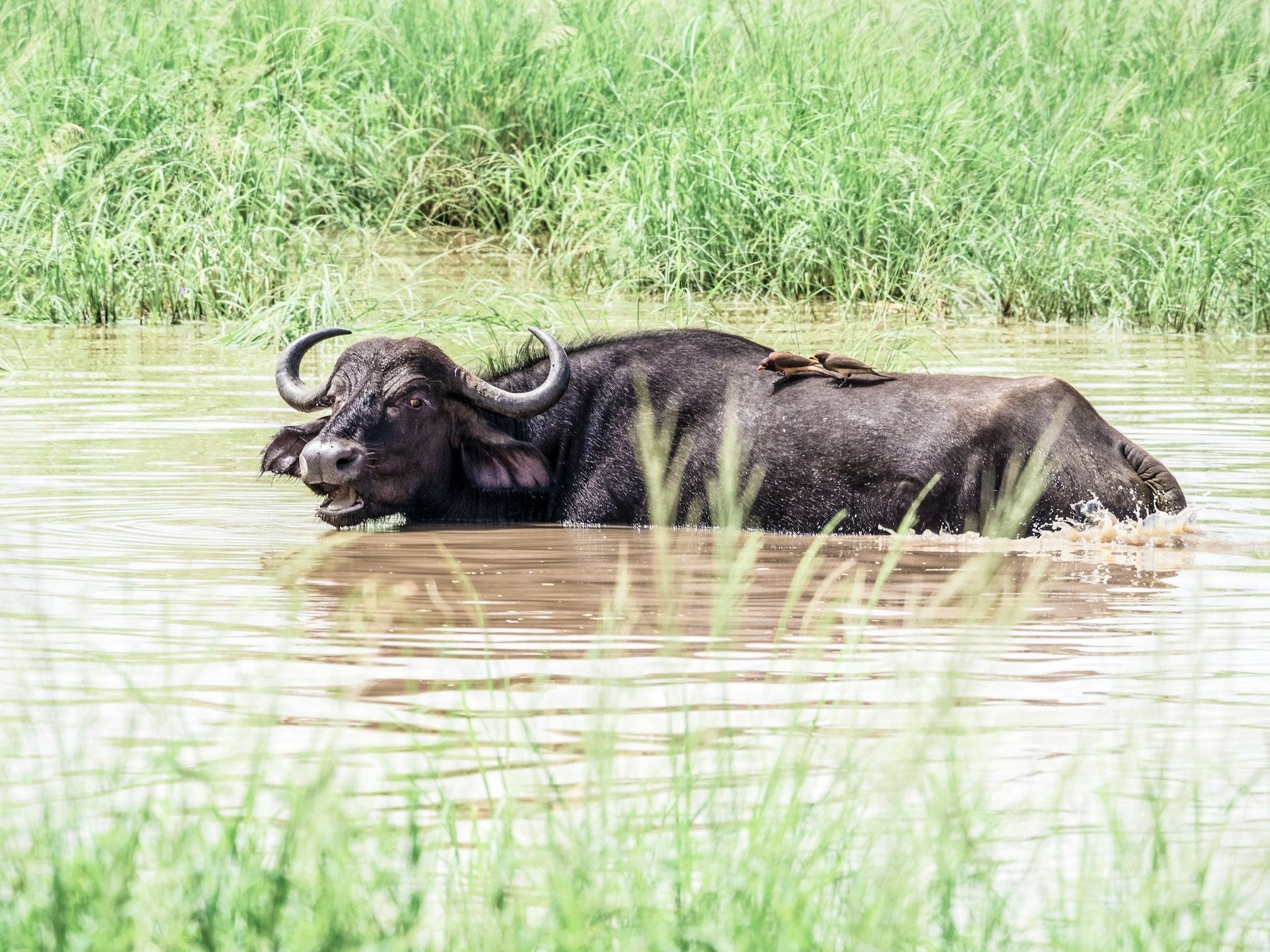 Buffalo wading in shallow water beside tall green grass