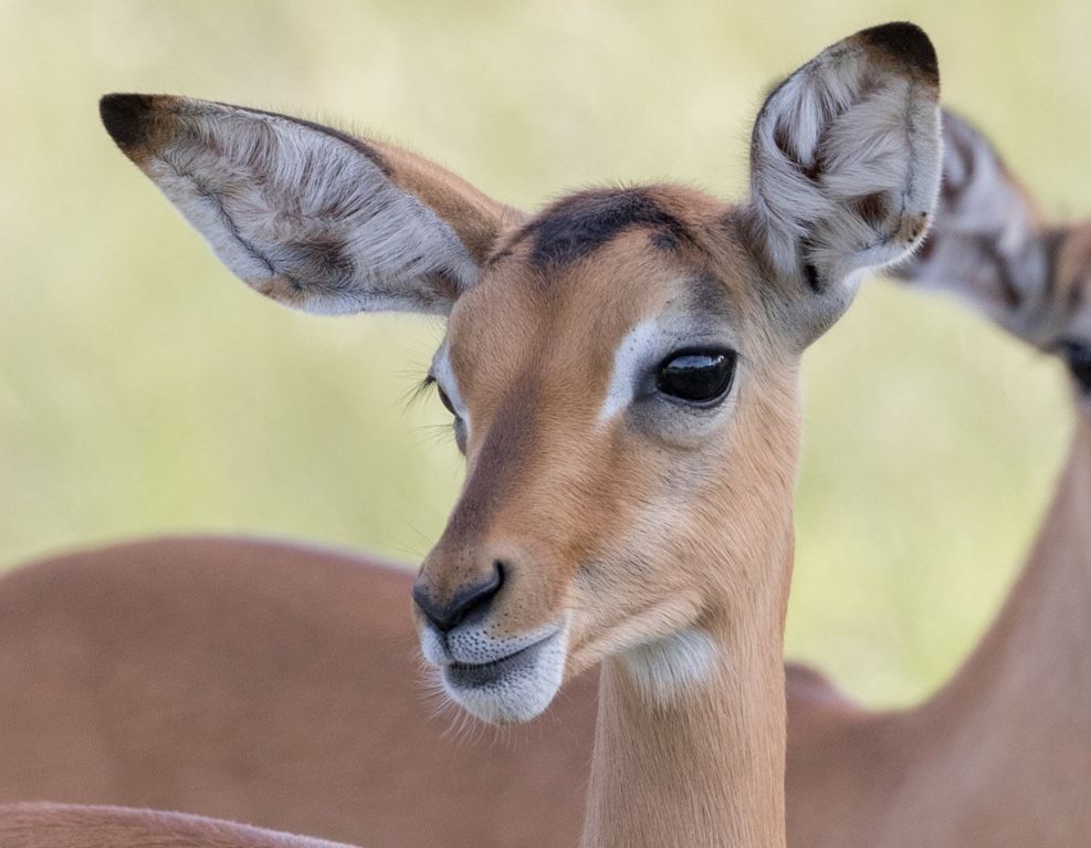 Close-up of a tan antelope with large ears against a blurred natural background