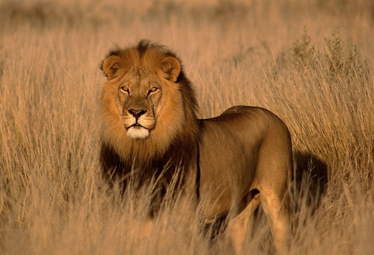Male lion standing in tall dry grass, facing forward in a savanna field