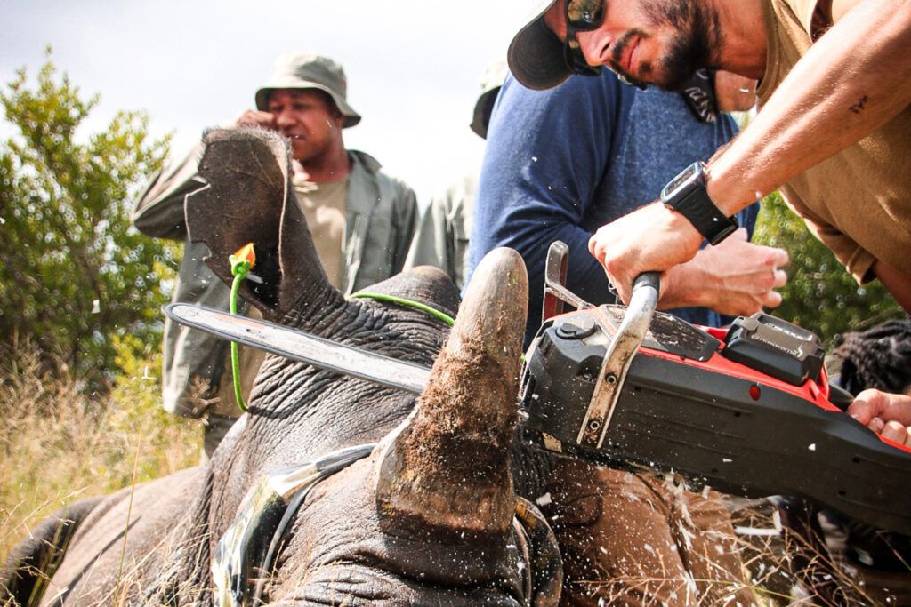 People cutting apart a large animal carcass outdoors with chainsaws and knives, splashing debris.