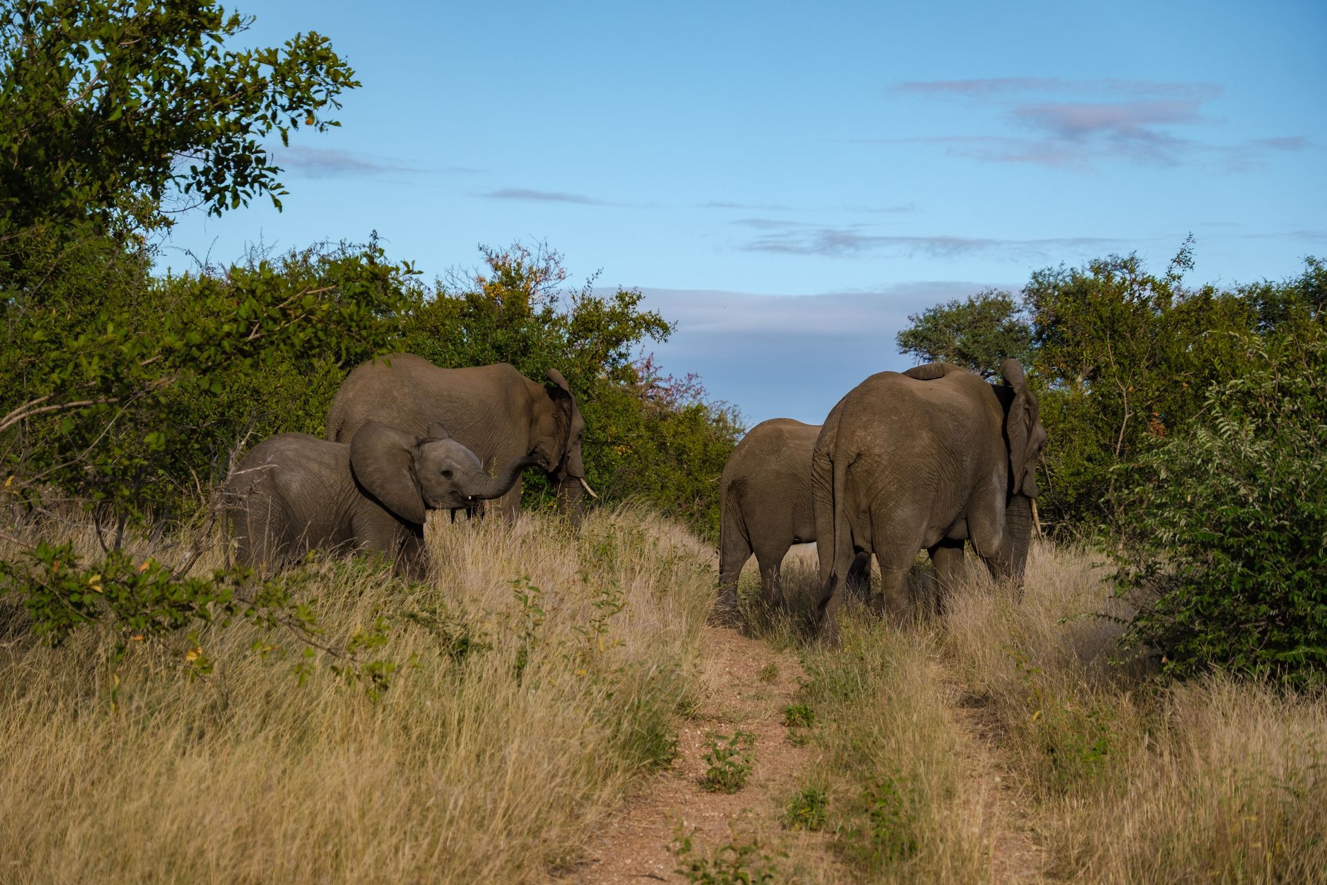 Three elephants walking through tall grass in a savannah landscape