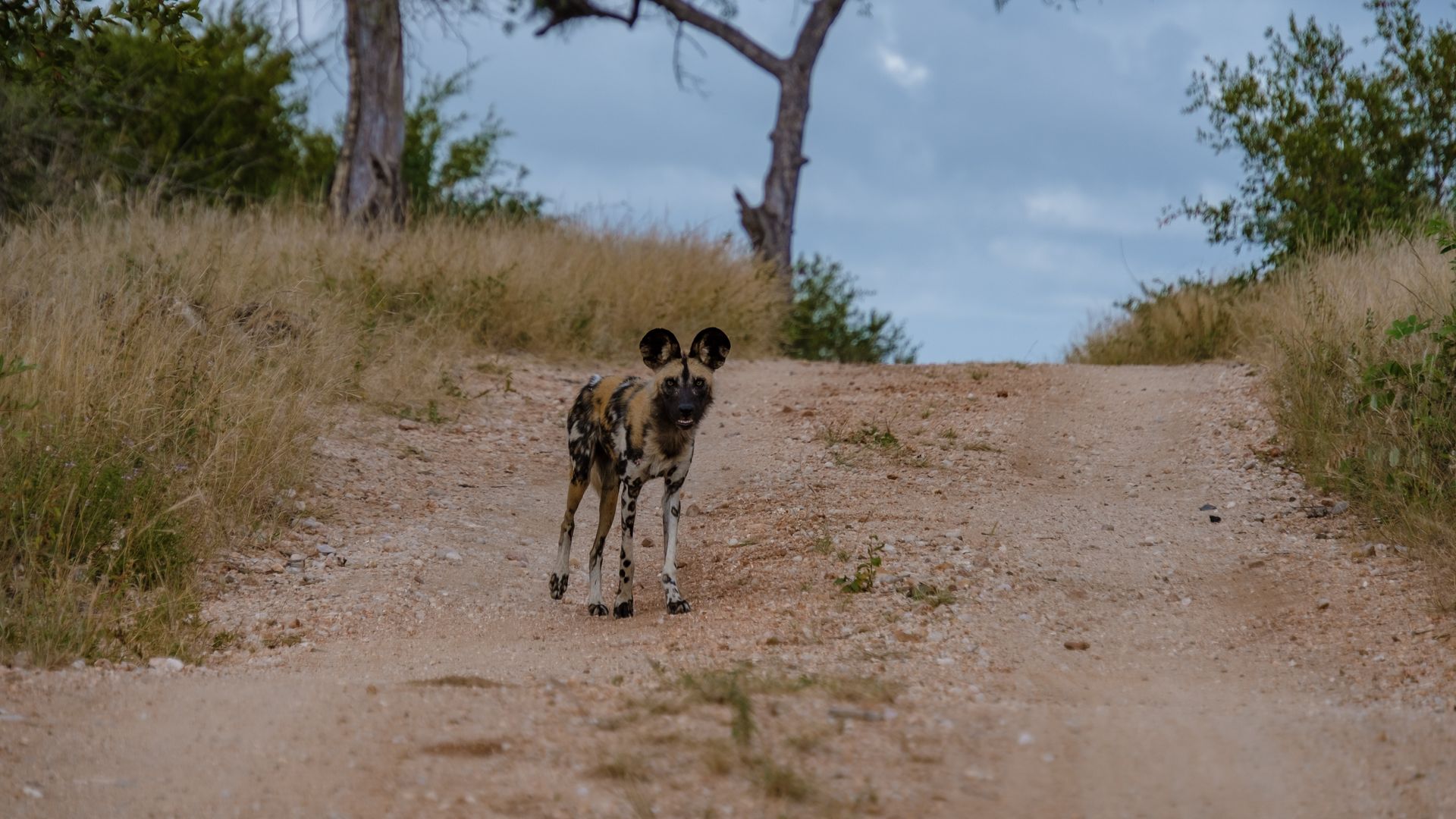 Two small dogs walking on a dirt road through dry grassland under a cloudy sky