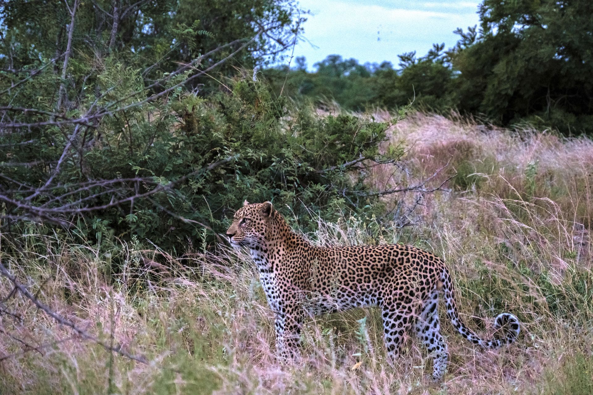 Leopard standing in tall grass near bushes in a wild savanna setting