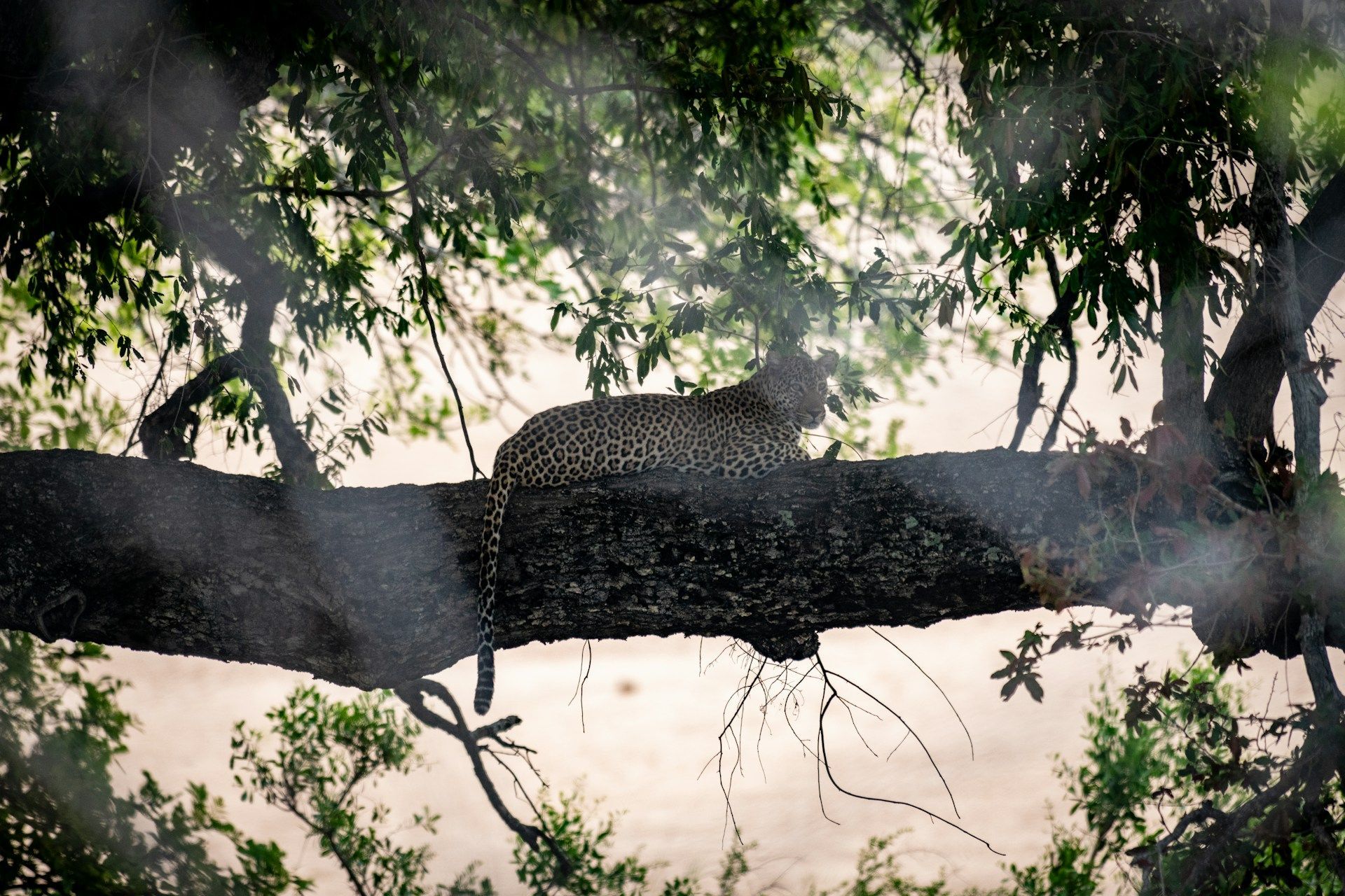 A large crocodile lies on a tree branch over still water, surrounded by leafy green branches.