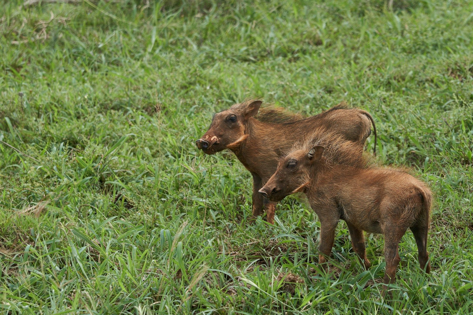 Two wild boars standing in green grass, one darker adult and one smaller brown piglet