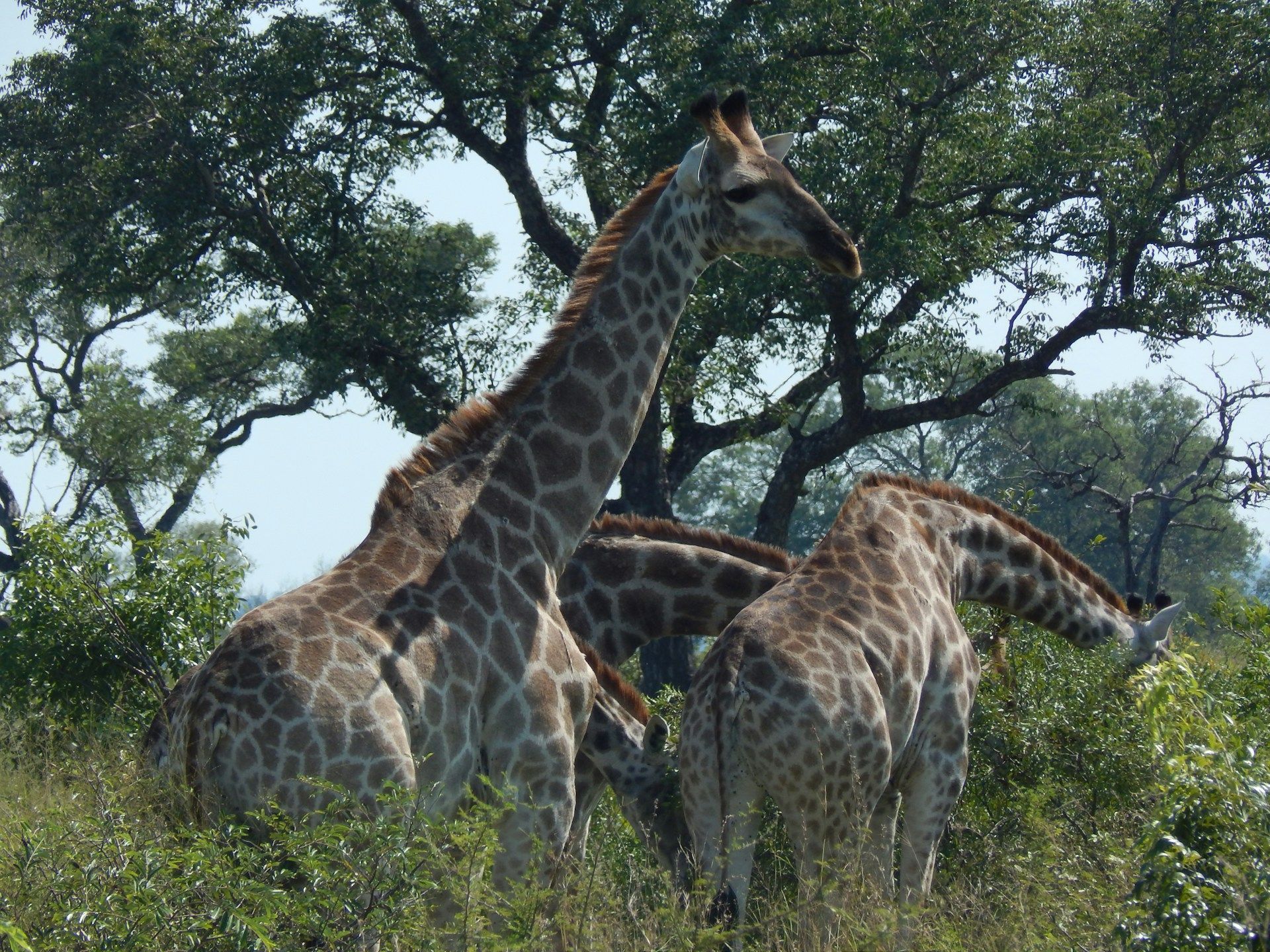 Three giraffes grazing in tall grass beneath trees on a savannah
