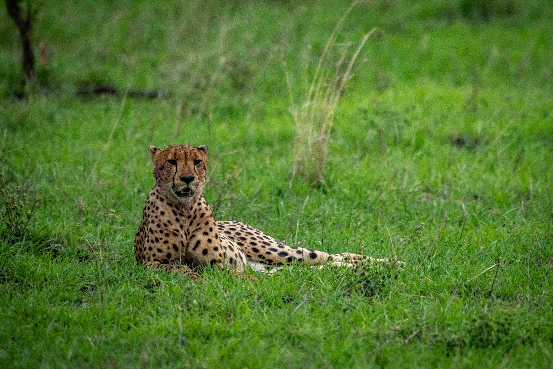 Cheetah resting in green grass, looking toward the camera.