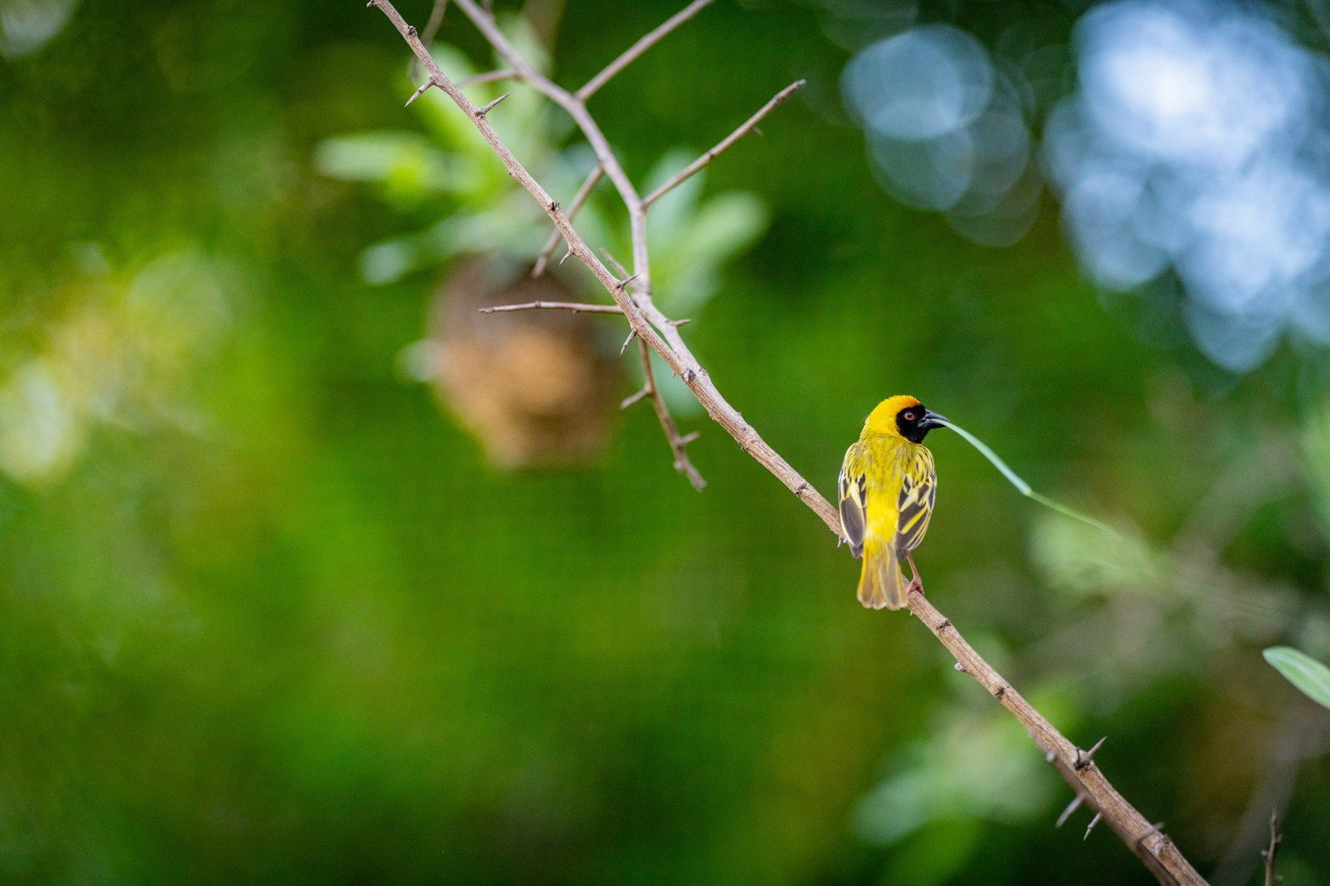 Yellow bird perched on a thin branch against a blurred green background