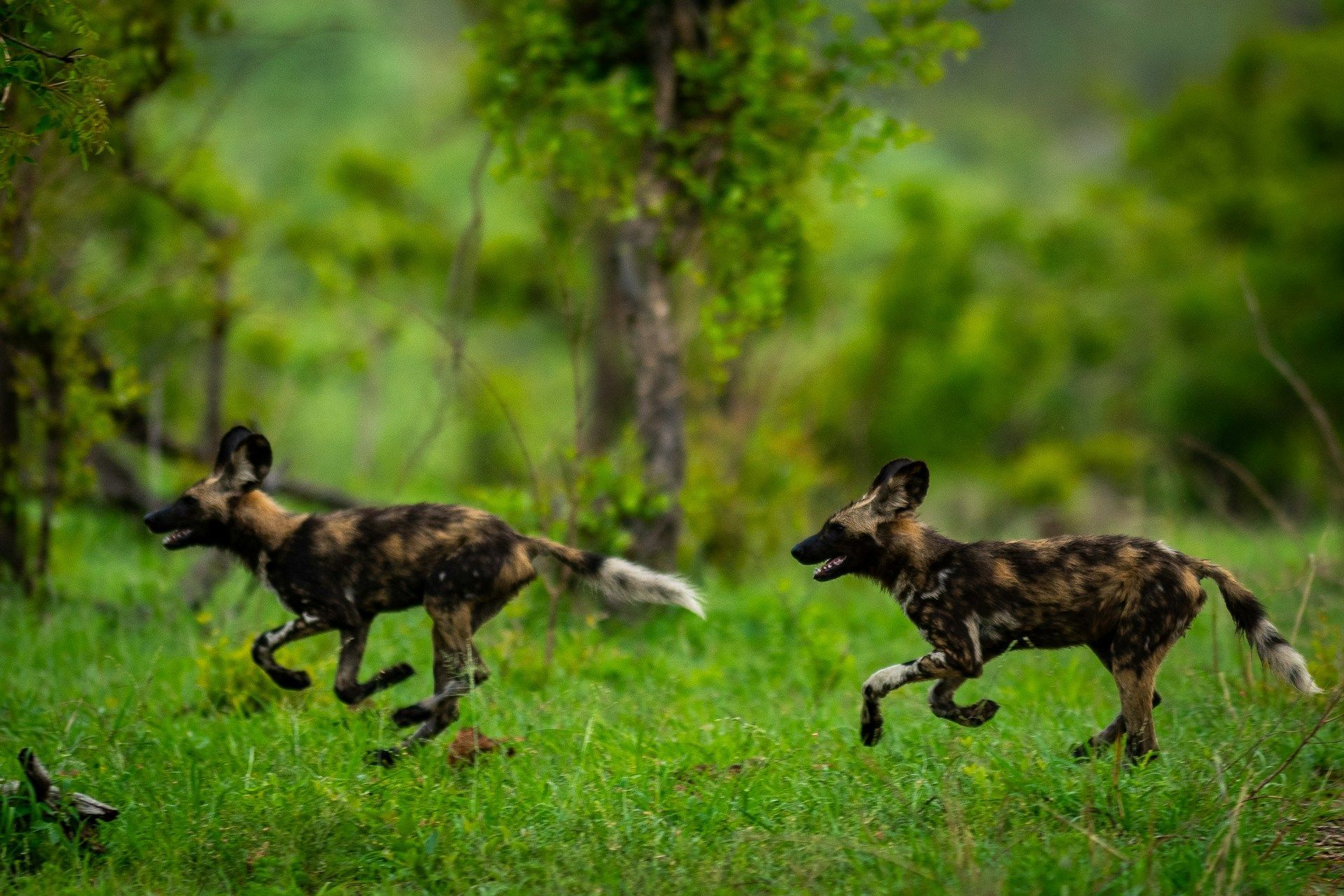 Two wild dogs running through lush green grass in a forest clearing