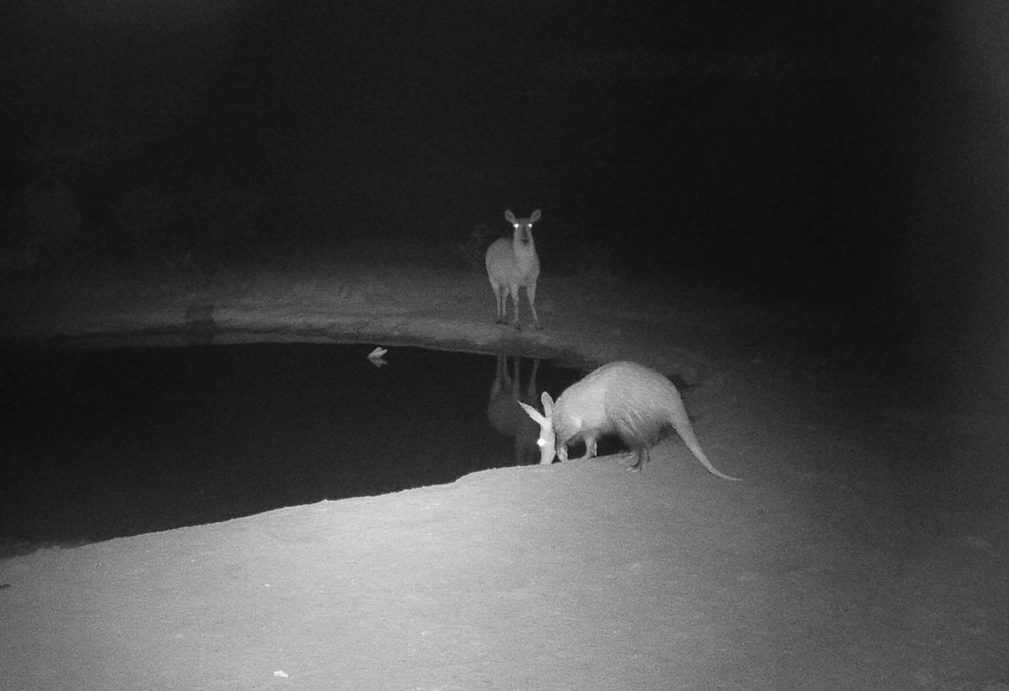 Night-vision view of a deer and a fox at the edge of a road near water