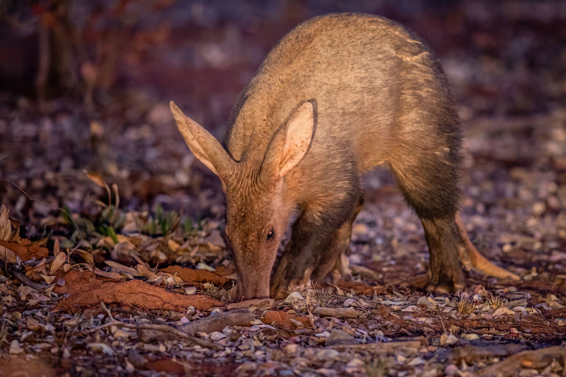 A small aardvark sniffs the ground in a wooded, leaf-strewn setting.