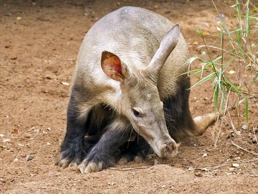 A small armadillo-like mammal crouches on dirt beside sparse grass, sniffing the ground.