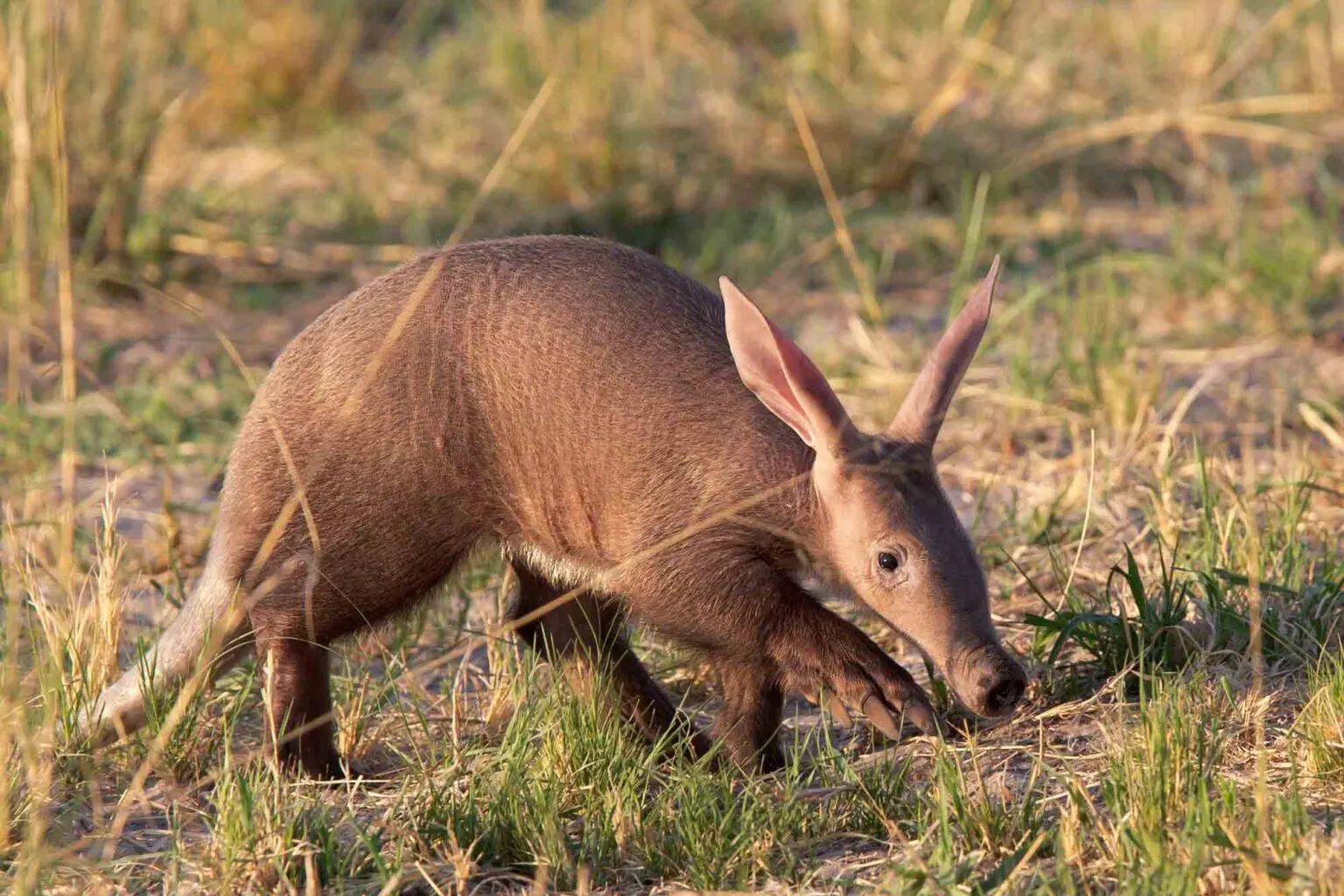 A small aardvark-like animal with a long snout grazes in dry grassland.