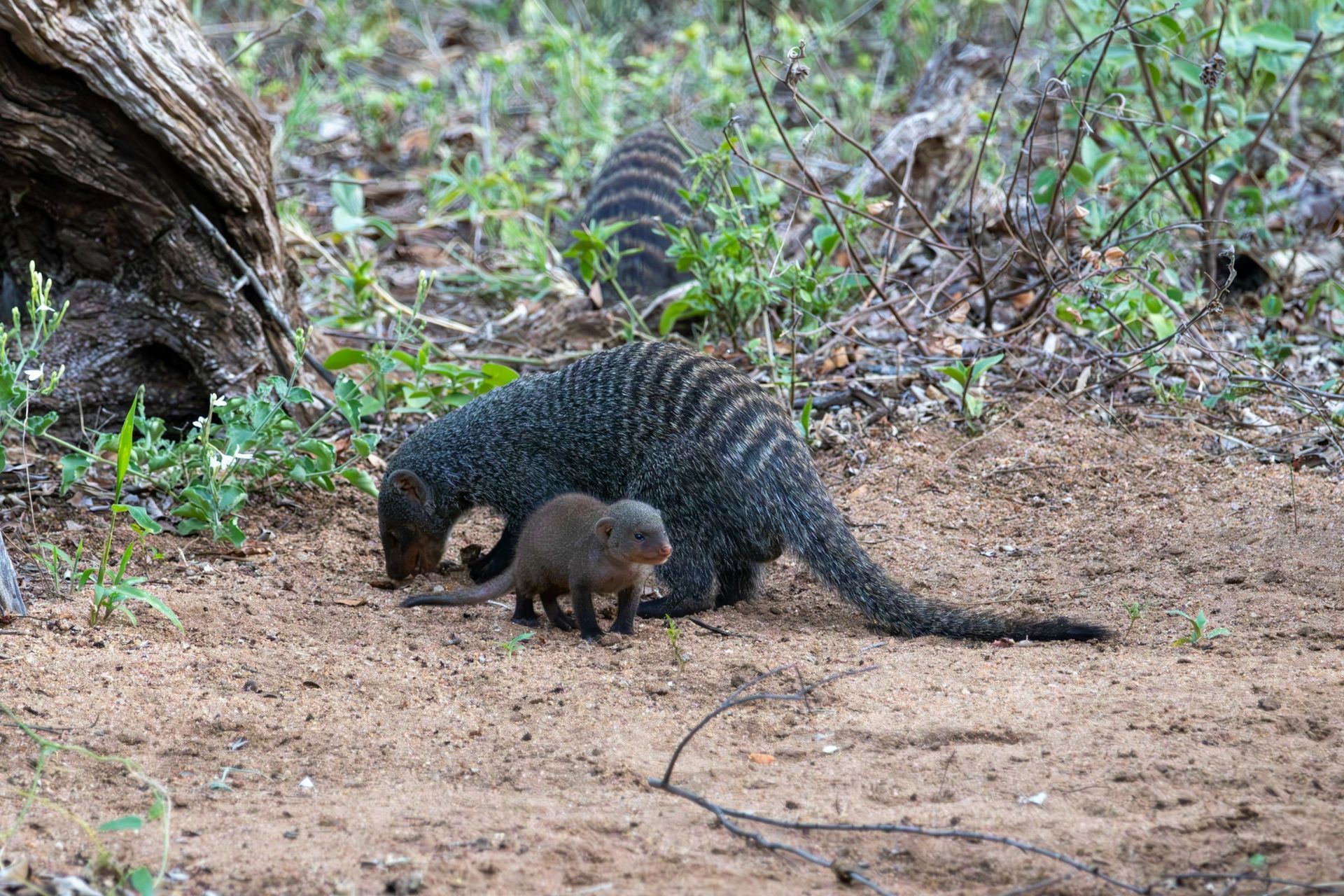 Two banded mongooses foraging on a dirt path in a wooded area